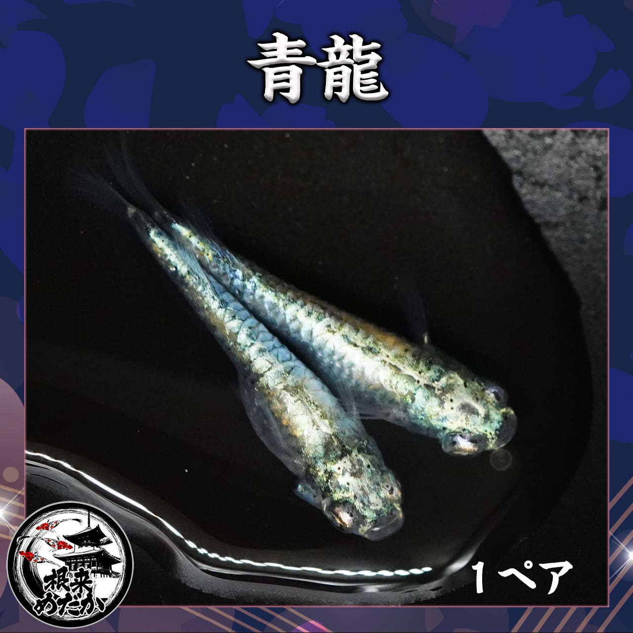 〖1ペア〗青龍（黒目）メダカ 成魚 2～3cm｜改良メダカ