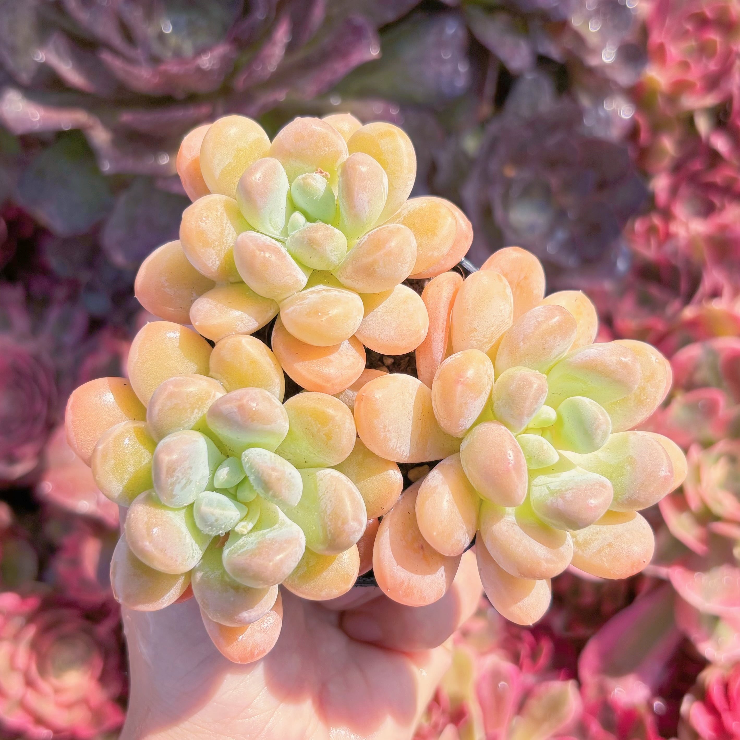 多肉植物　香玉　群生　新入荷　るる農園