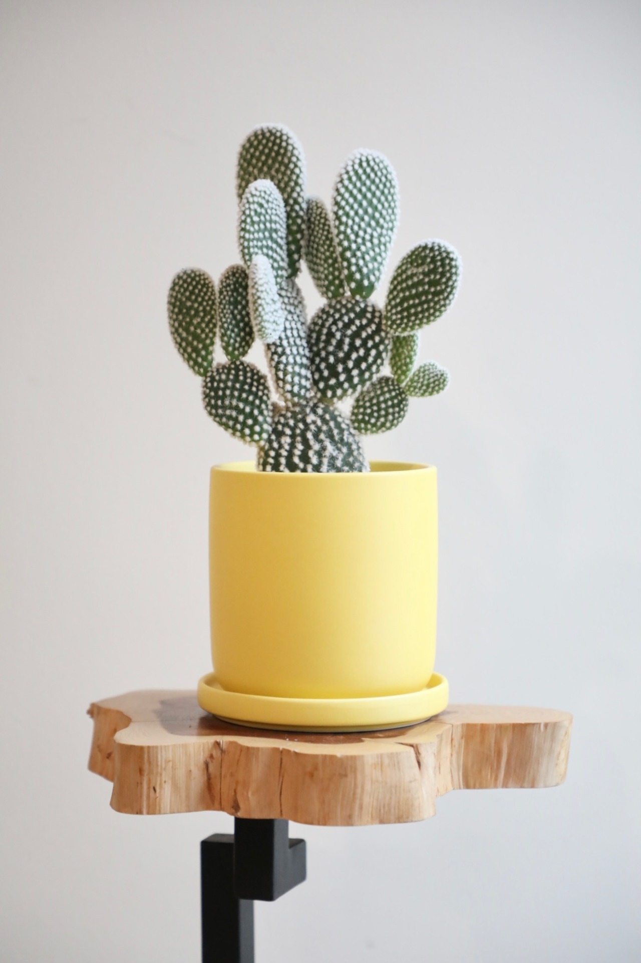 【S】バニーカクタス/Bunny Ears Cactus　※陶器鉢付き