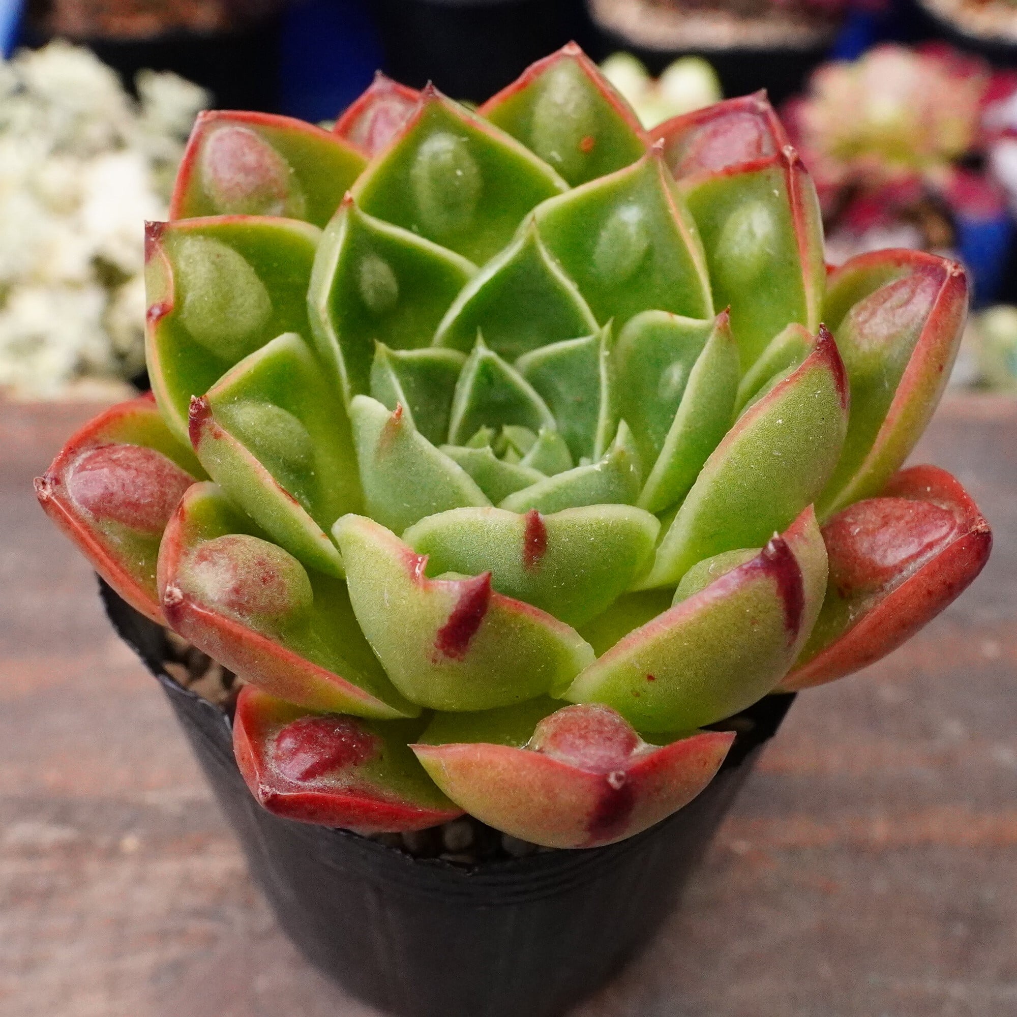 現物 多肉植物 ピンクプリティ 抜き苗 | PAY ID