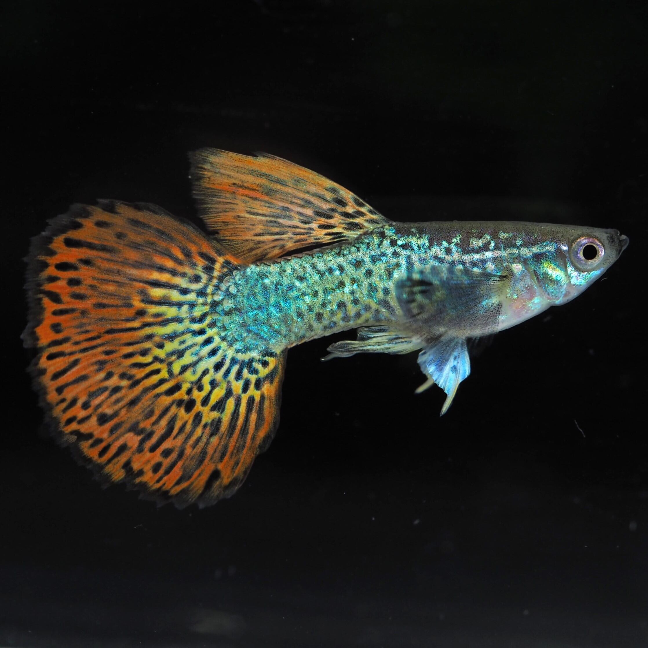 レッドドラゴン 1ペア | 伊豆グッピーファーム