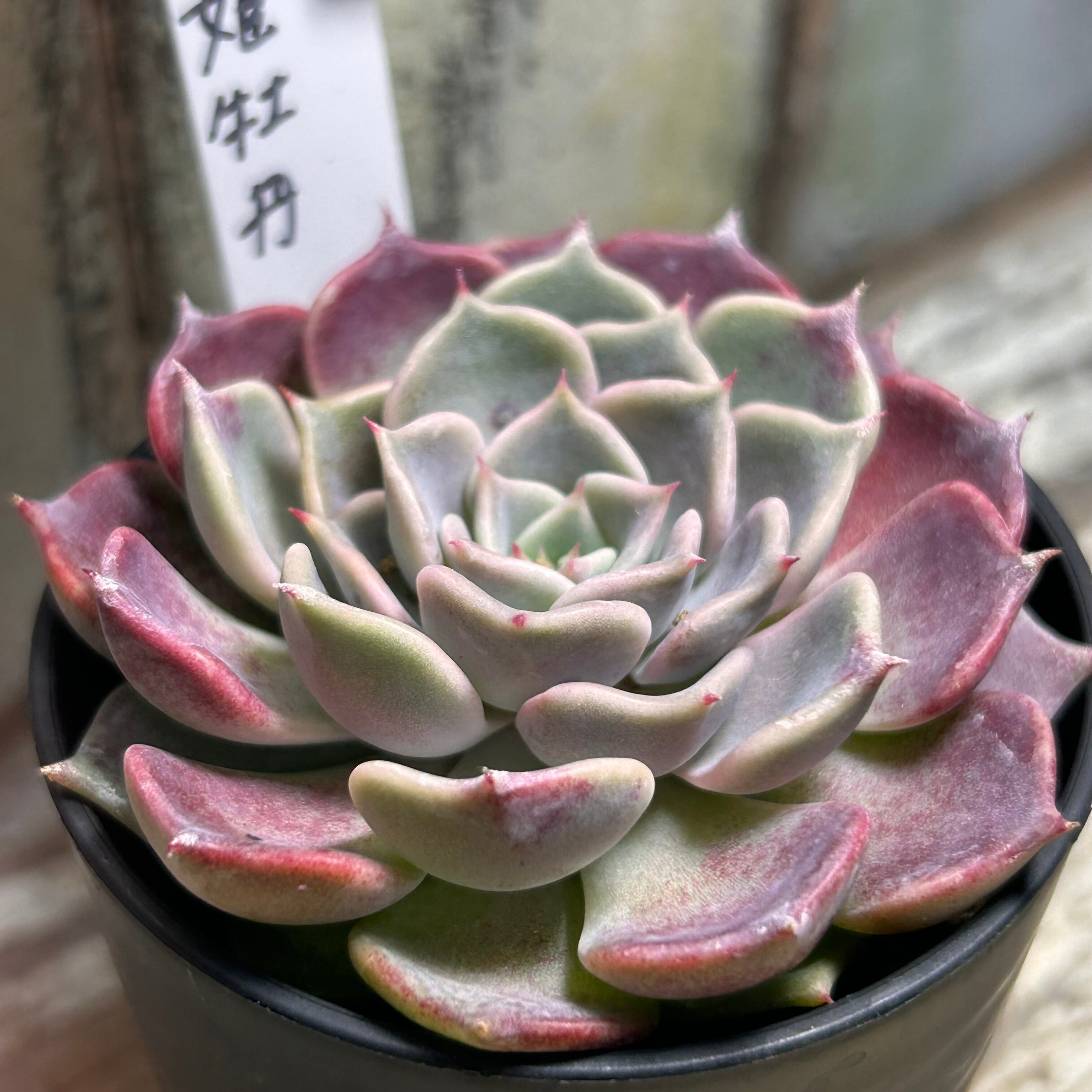 リラシナ× 沙羅姫牡丹 | RuPo 多肉植物専門店
