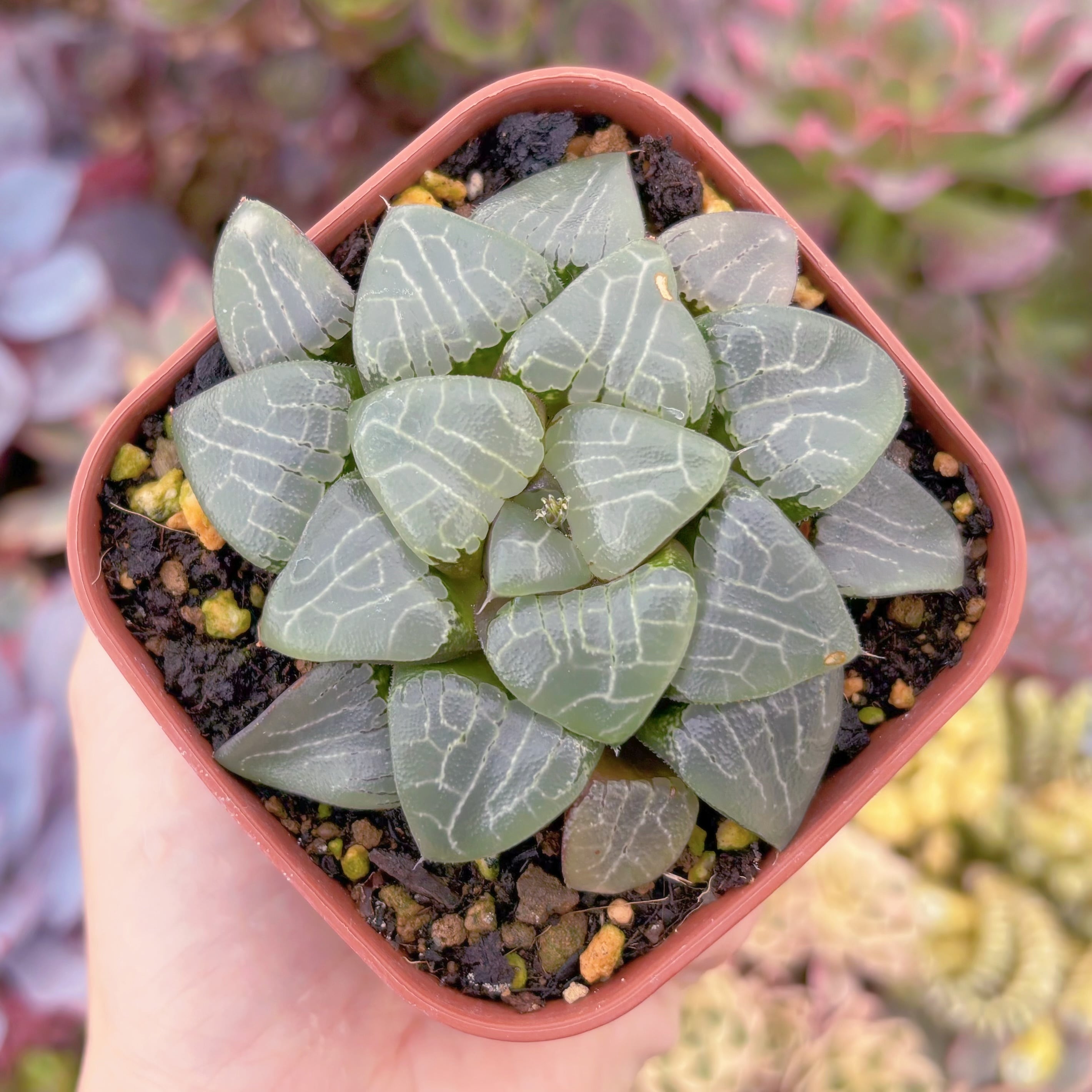 多肉植物　ハオルチア　月影　カット苗 52ffc08bf54bf6443b42f01f26cc50