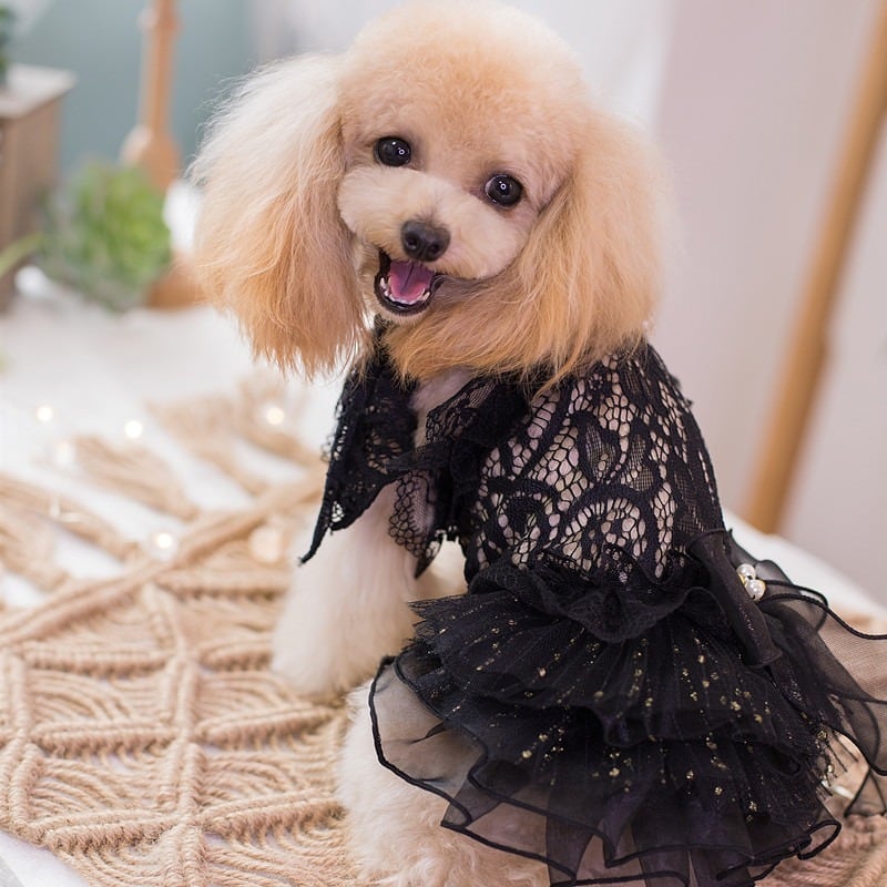 オーダー犬服♡犬服♡ハンドメイド犬服♡ドレス犬服♡黒♡ブルー 大型犬もOK セミオーダー 大人の雰囲気 黒のドレス | おむのおうち