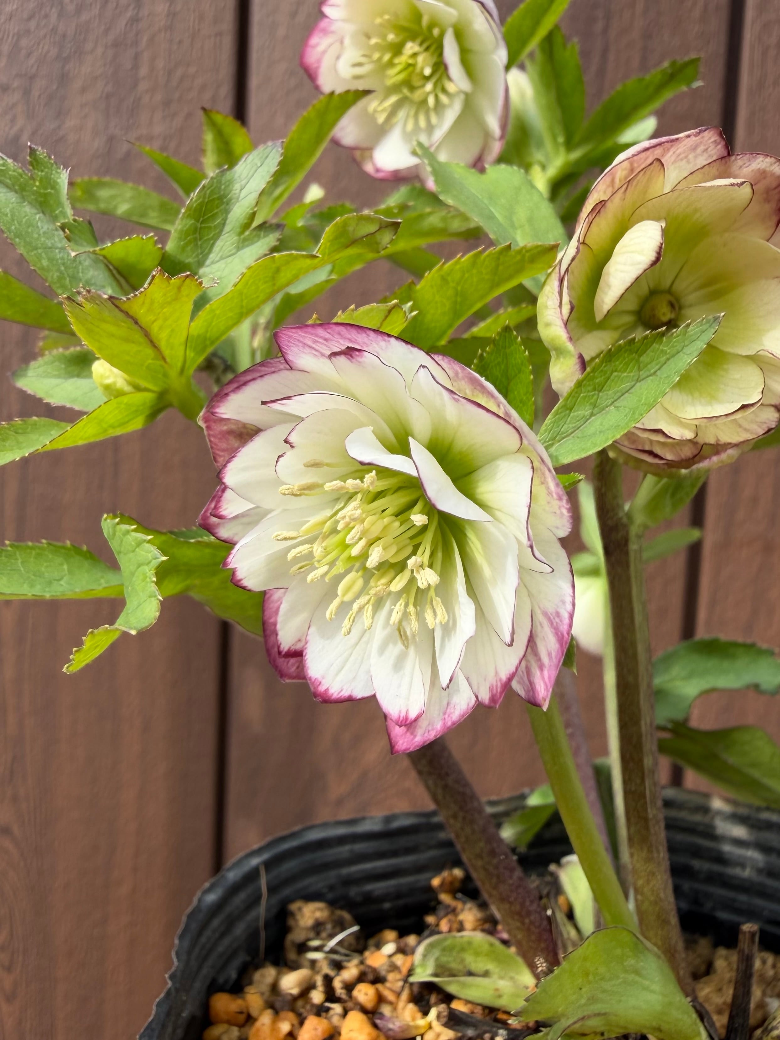 レッドエンジェル 加藤農園 クリスマスローズ【Ka16】送料無料