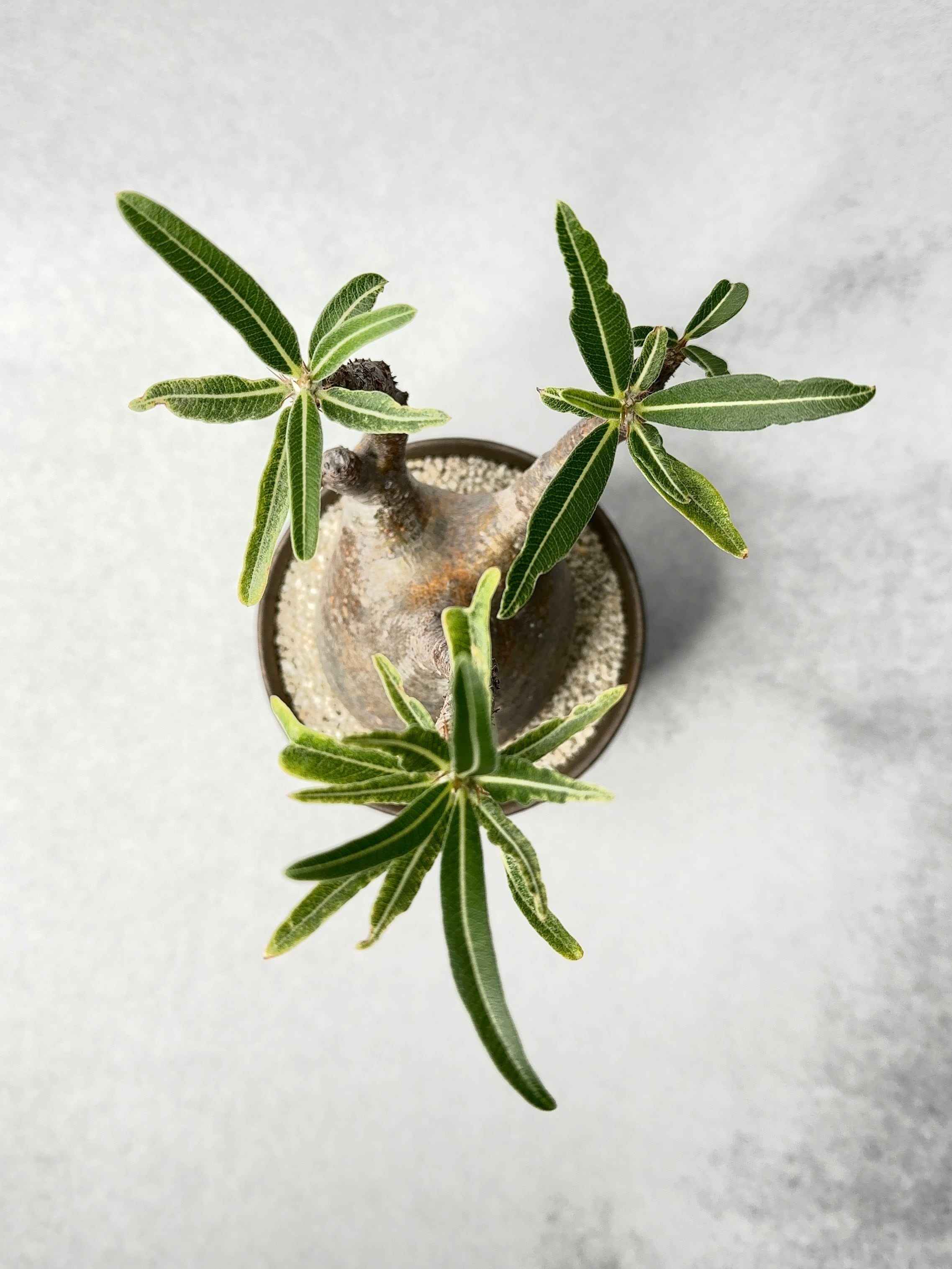 富*ル様 26.パキポディウム グラキリス パキポディウムグラキリス 多頭 発根済 gk-544 オンライン