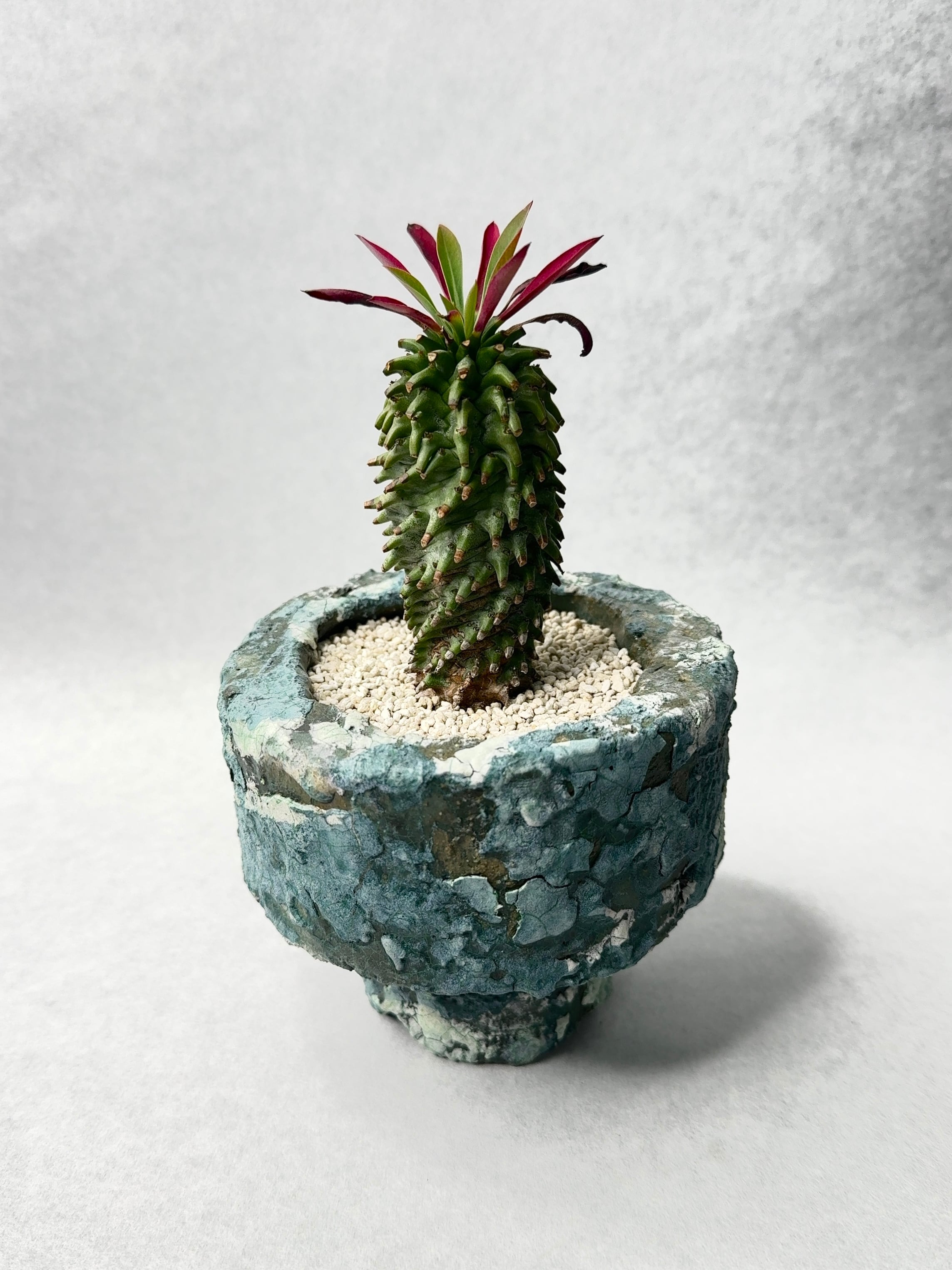 親株 ユーフォルビア 安曇野鉄甲 ユーフォルビア・安曇野鉄甲 | trigger