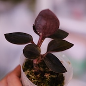 Ludisia discolor var. nigrescens / ルディシア ディスカラー ニグレスセンス⑦ / 観葉植物