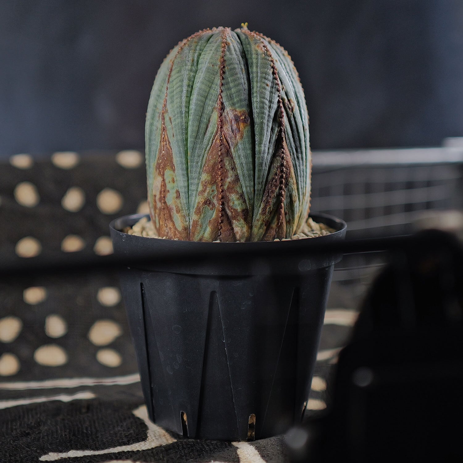 オス株 木質化 マウンテンオベサ / ユーフォルビア | LIGHTHOUSE