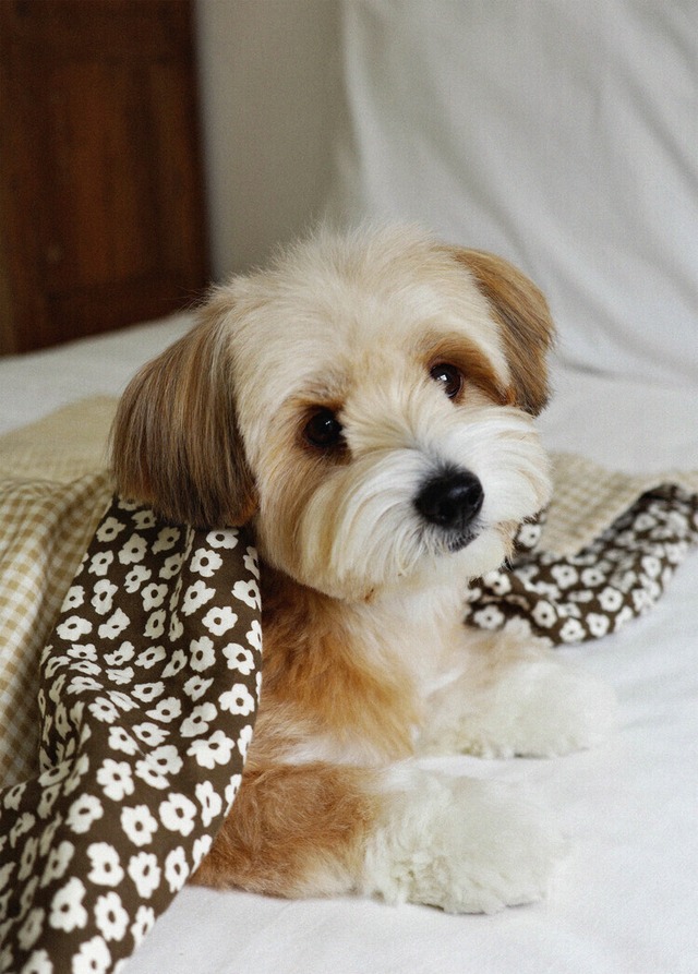 〈 予約アイテム 〉OHDIBS / Grandma Blanket _ brown