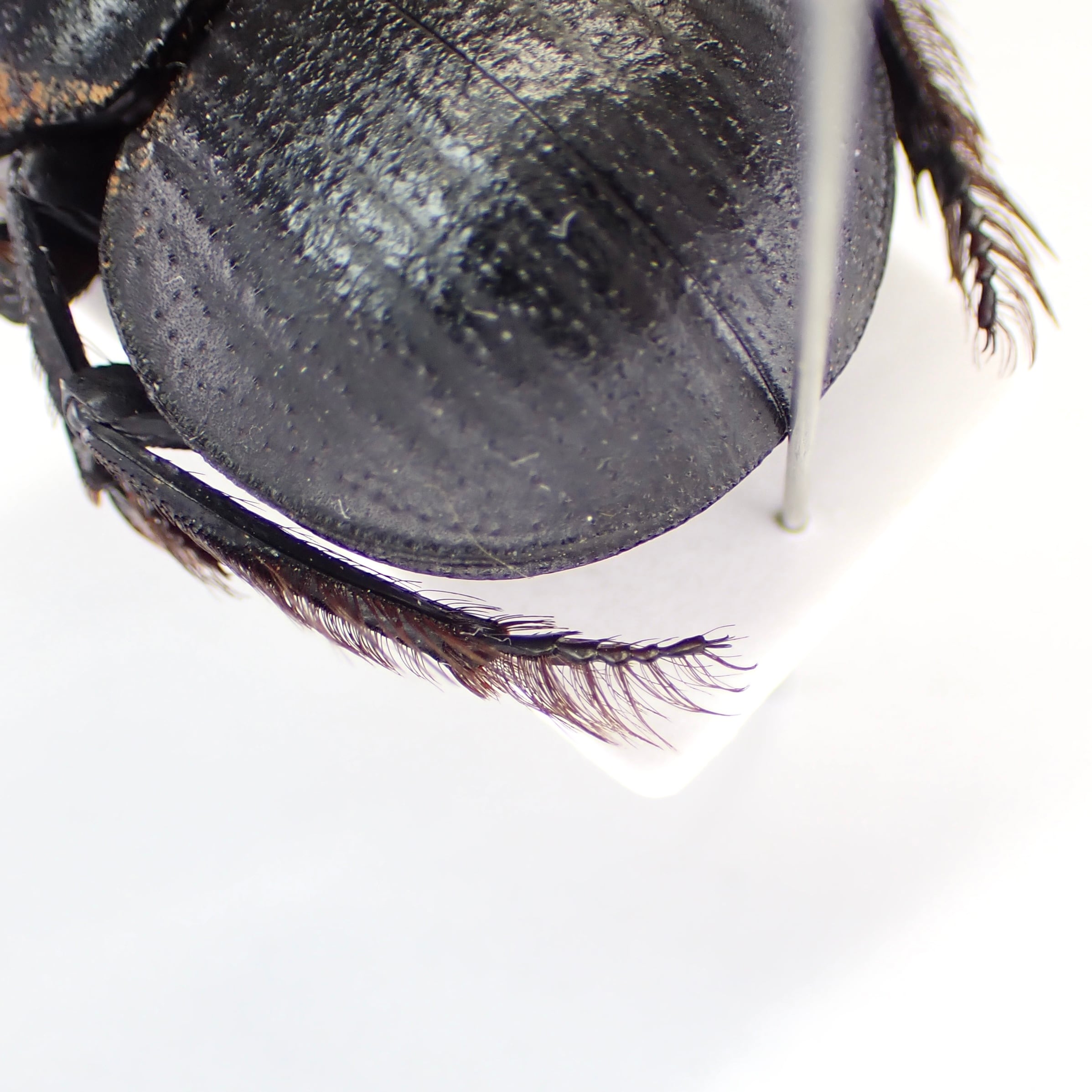 南アフリカ産 Pachysoma gariepinus 1ex 24mm | 昆虫標本 Diggers