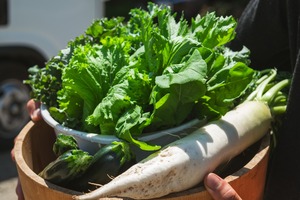 【リニューアル!】野菜計画の"濃い味"野菜箱（＊隔週配送）