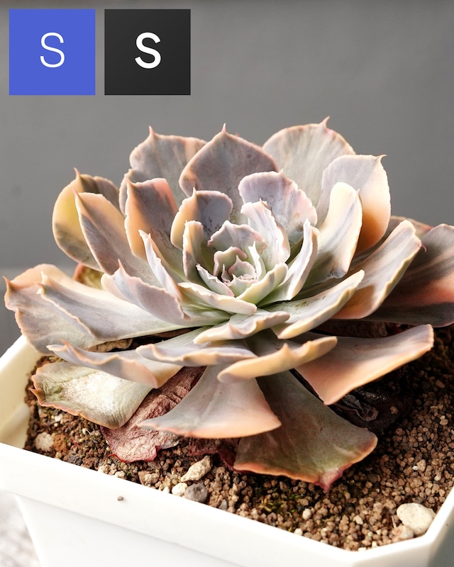 抜き苗 シャビアナ デザートスター錦 Echeveria shaviana 'Desert Star Variegated' 抜き苗 シャビアナ デザートスター錦 Echeveria shaviana 'Desert Star Variegated'