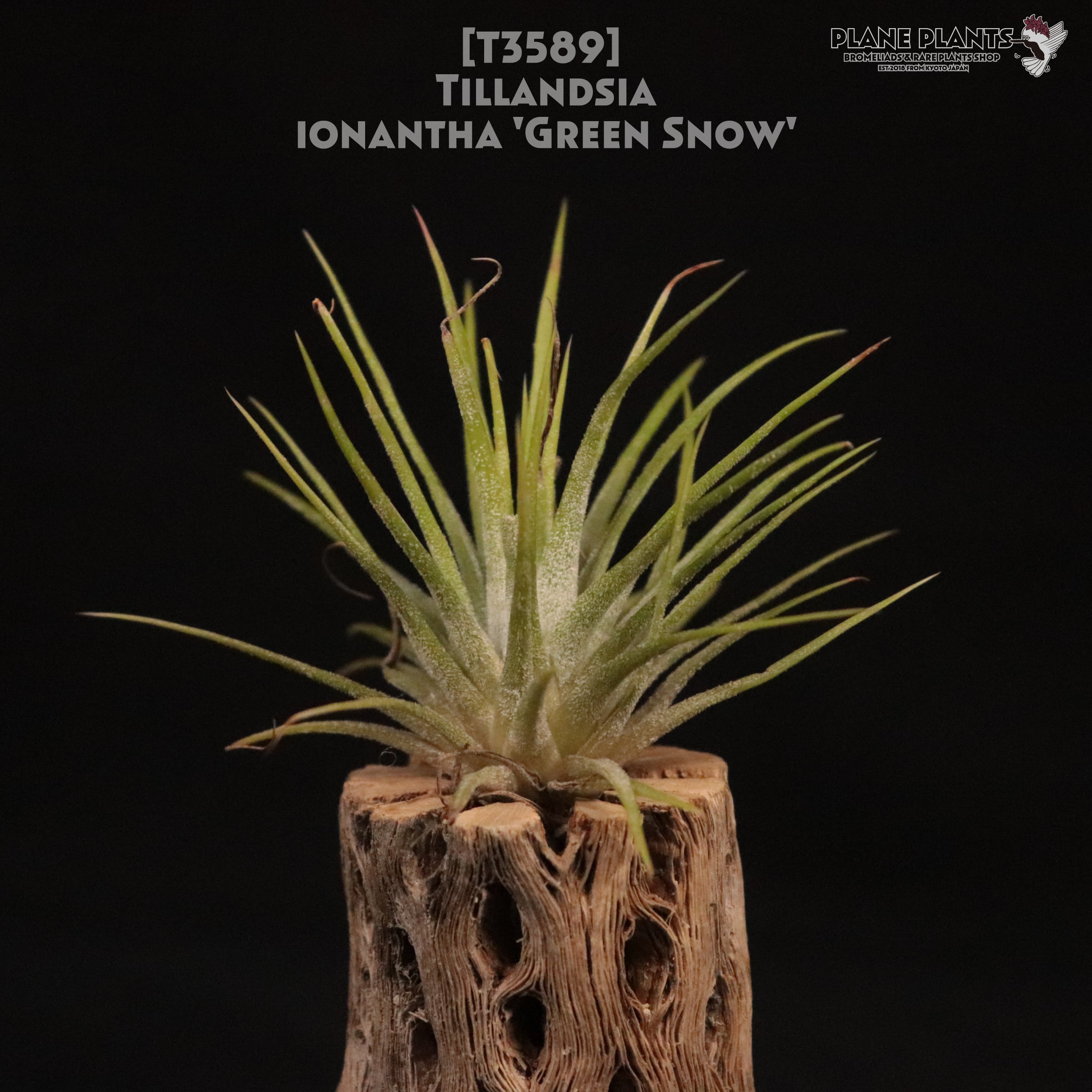 【送料無料】ionantha 'Green Snow'〔エアプランツ〕現品発送T3589