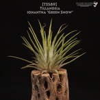 【送料無料】ionantha 'Green Snow'〔エアプランツ〕現品発送T3589