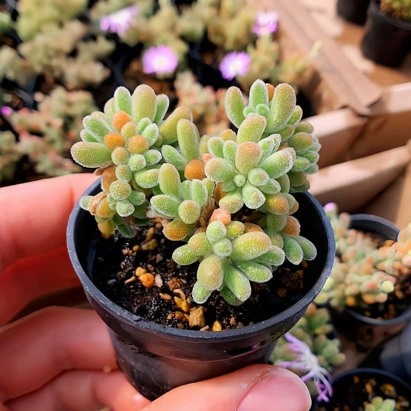 632.多肉植物 寄せ植え エケベリア ロココ（群） 'Rococo' 抜き苗