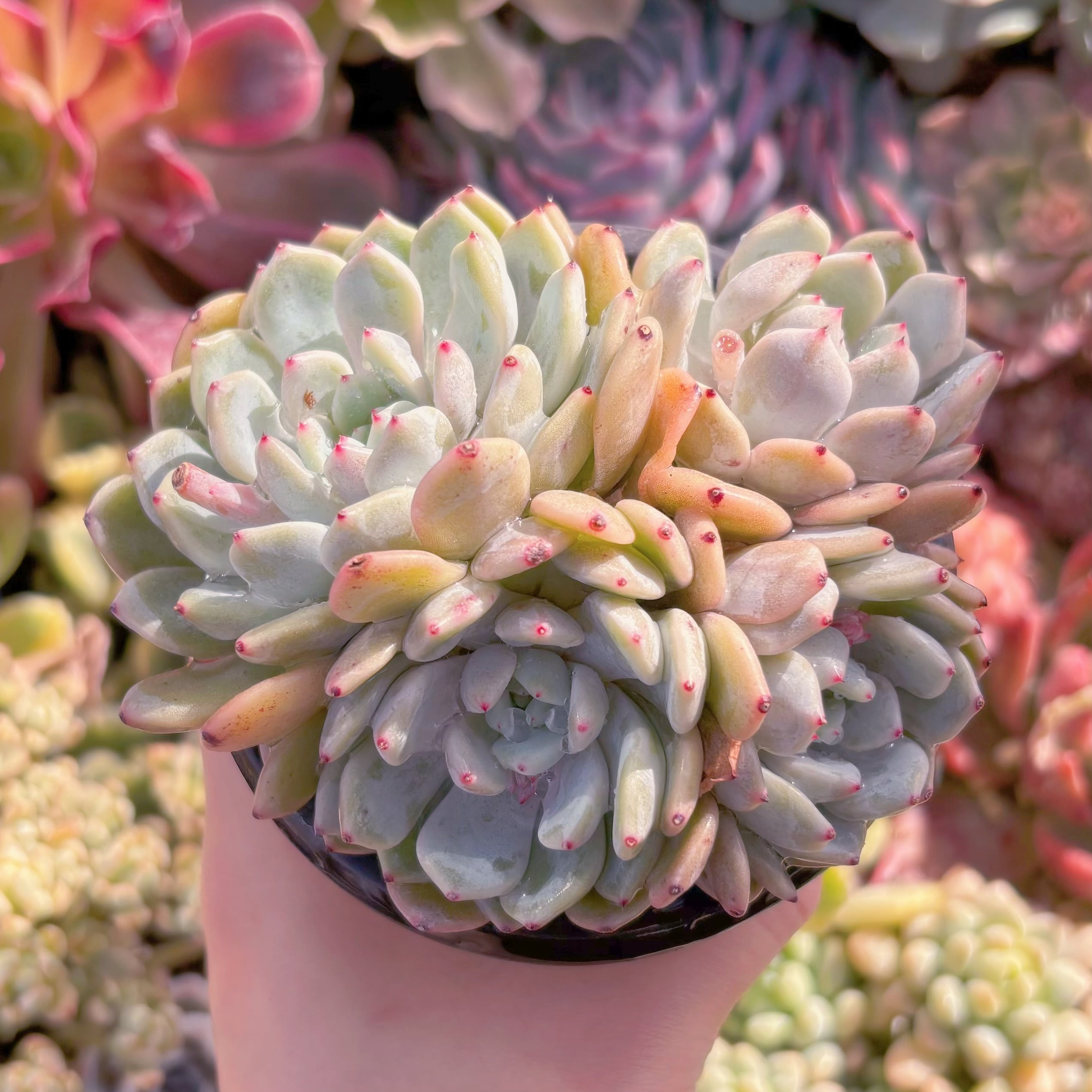 現品　雪爪#1021 　るる農園