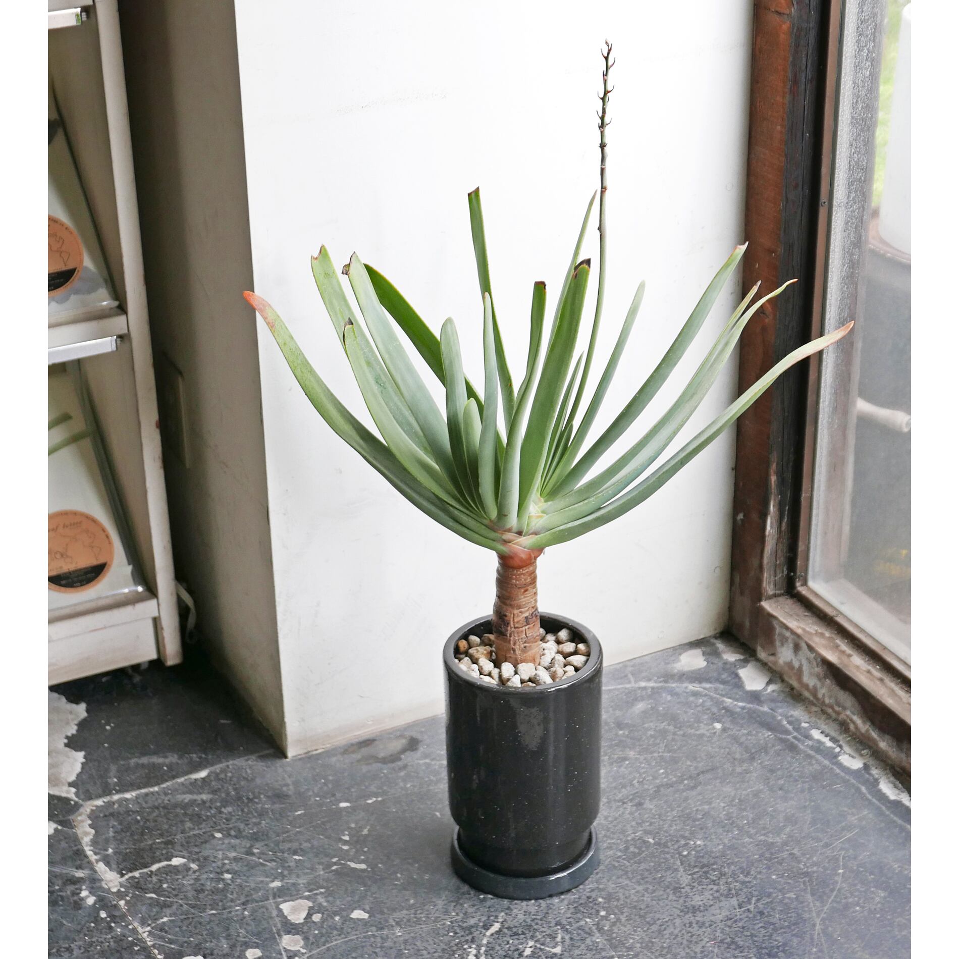 アロエ プリカティリス Neo Green