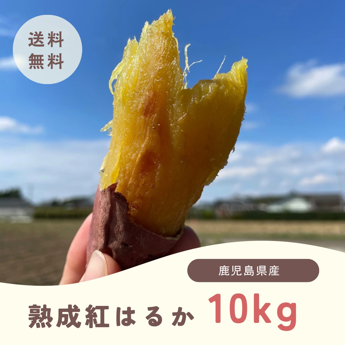 熟成紅はるか「10kg」 | すえづる農園