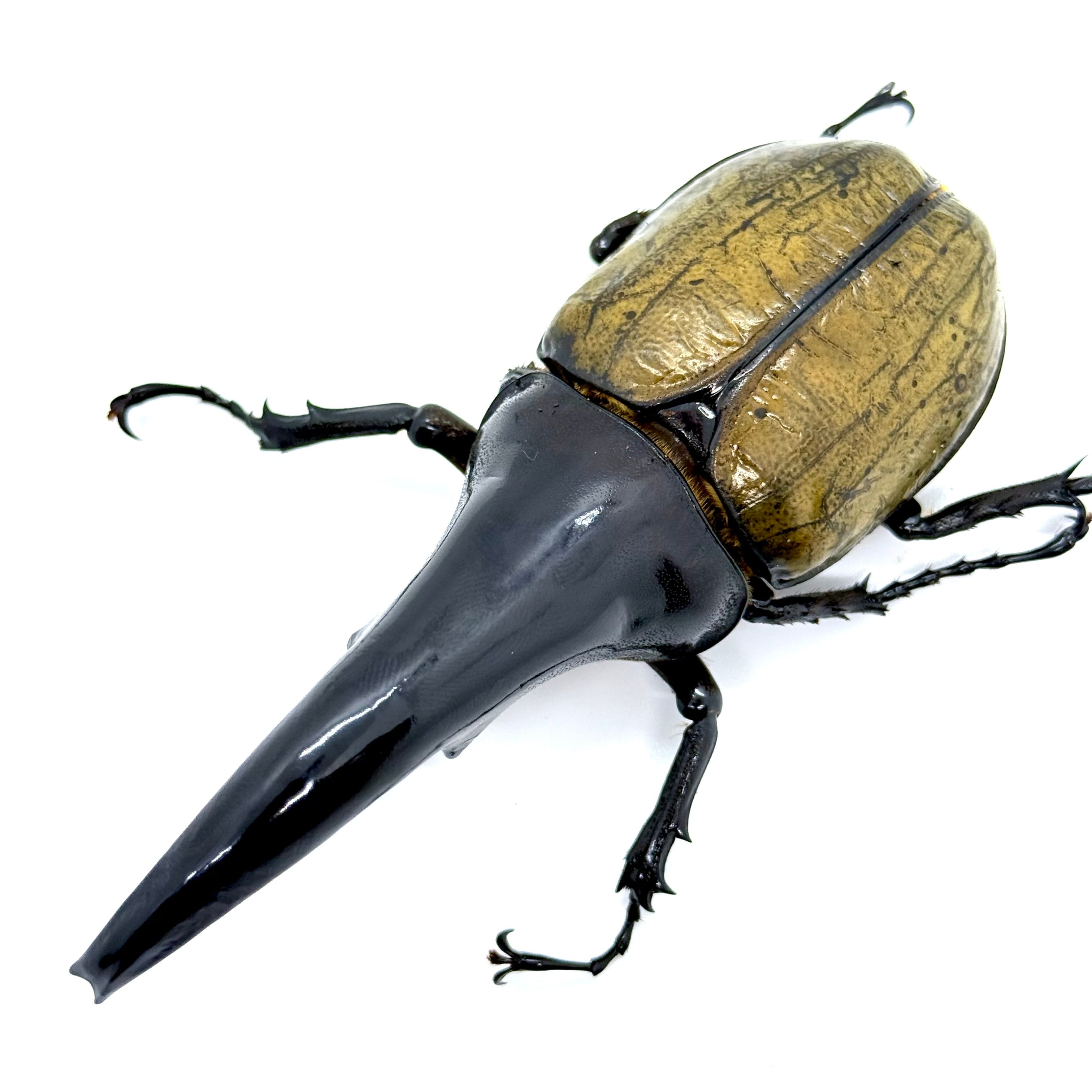 極太極短 / 成虫 / オス＆メスペア / ヘラクレスオオカブト | HERCULES