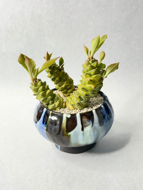 【 INDIVIDUALITY 】COLOR・黄