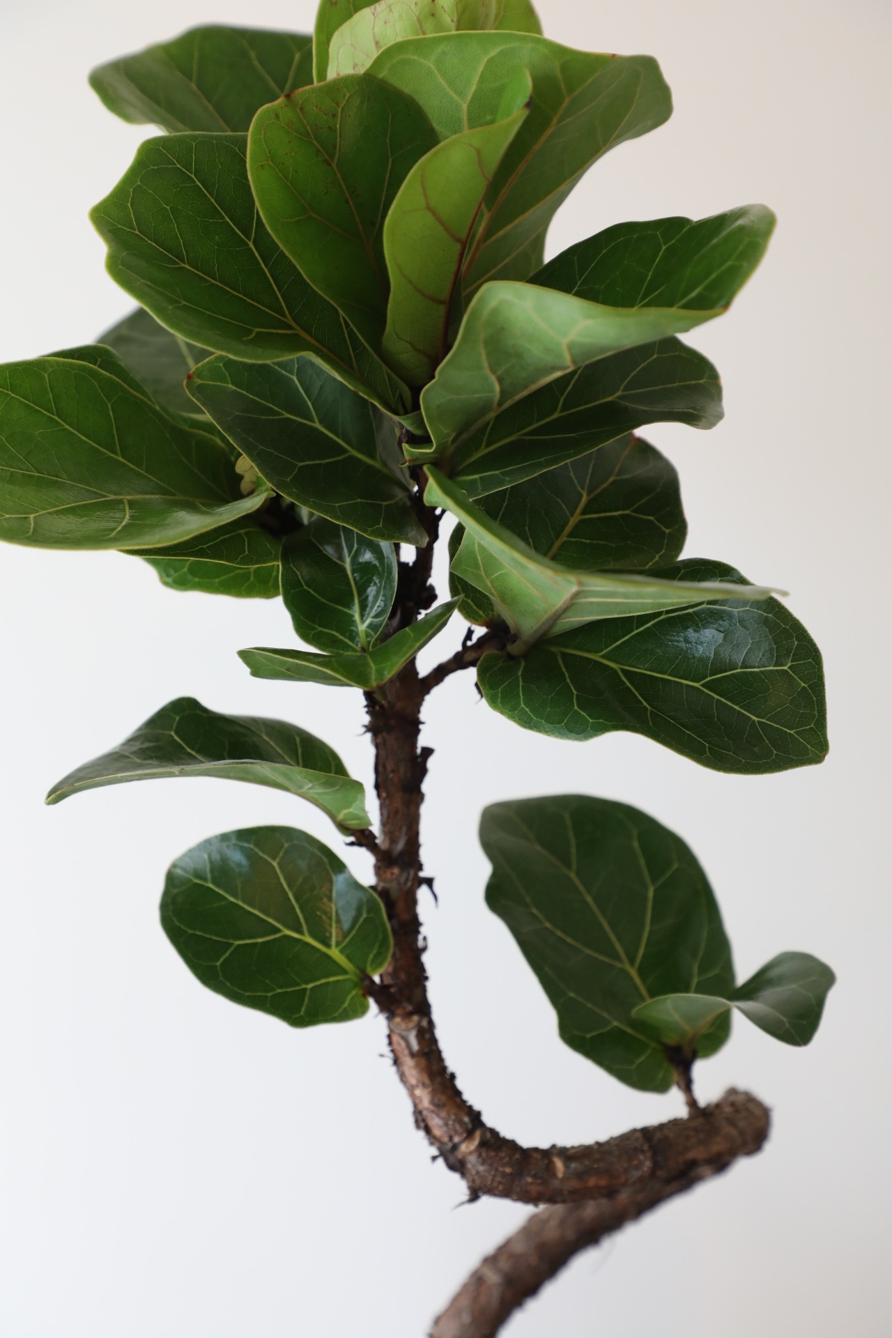 フィカス バンビーノ/Ficus Lyrata Bambino ※鉢カバー別売り