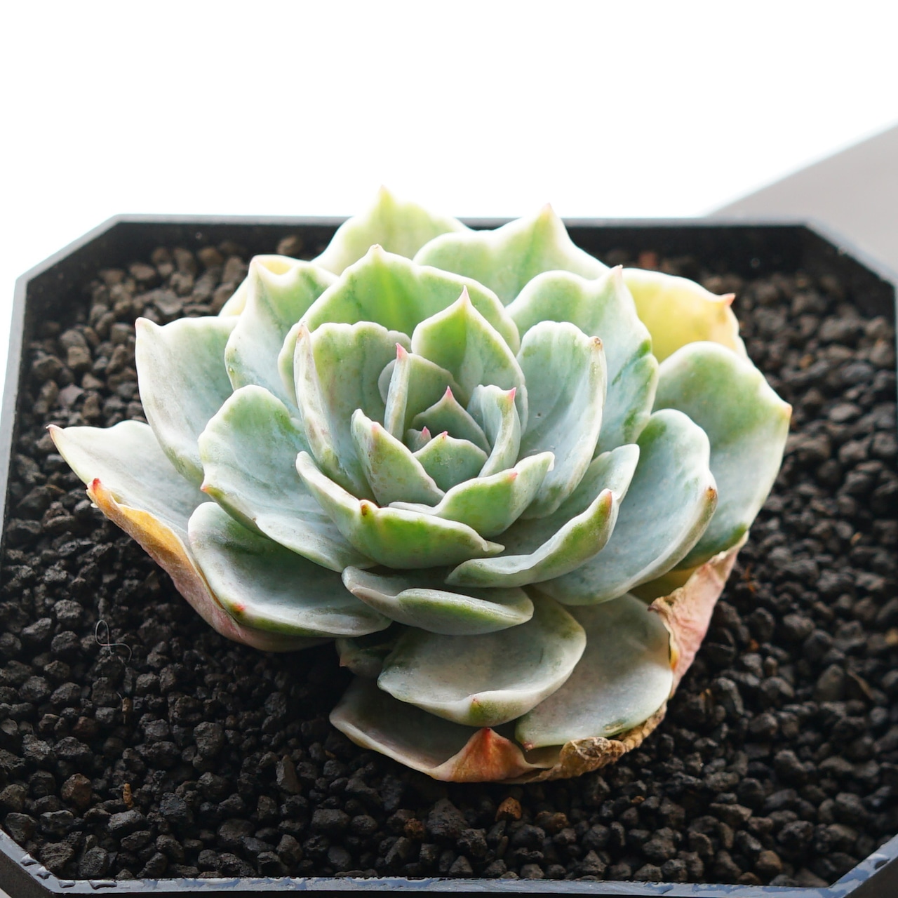 カット苗 シルバークイーン錦 Echeveria 'Silver Queen Variegated'