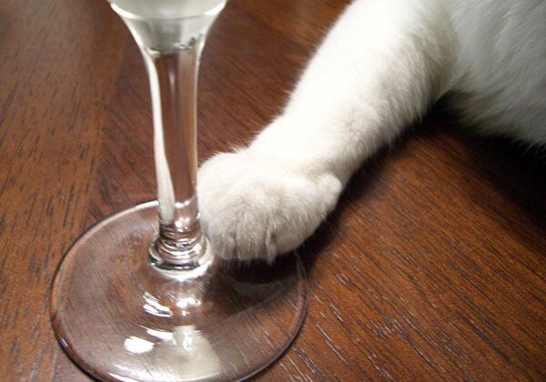 猫 ポストカード The Cat who....どうぞ一杯 10x14.8センチ(cm)官製はがきサイズ 猫写真 はがき ねこ葉書 ネコハガキ Postcard アイとちび ジェリー