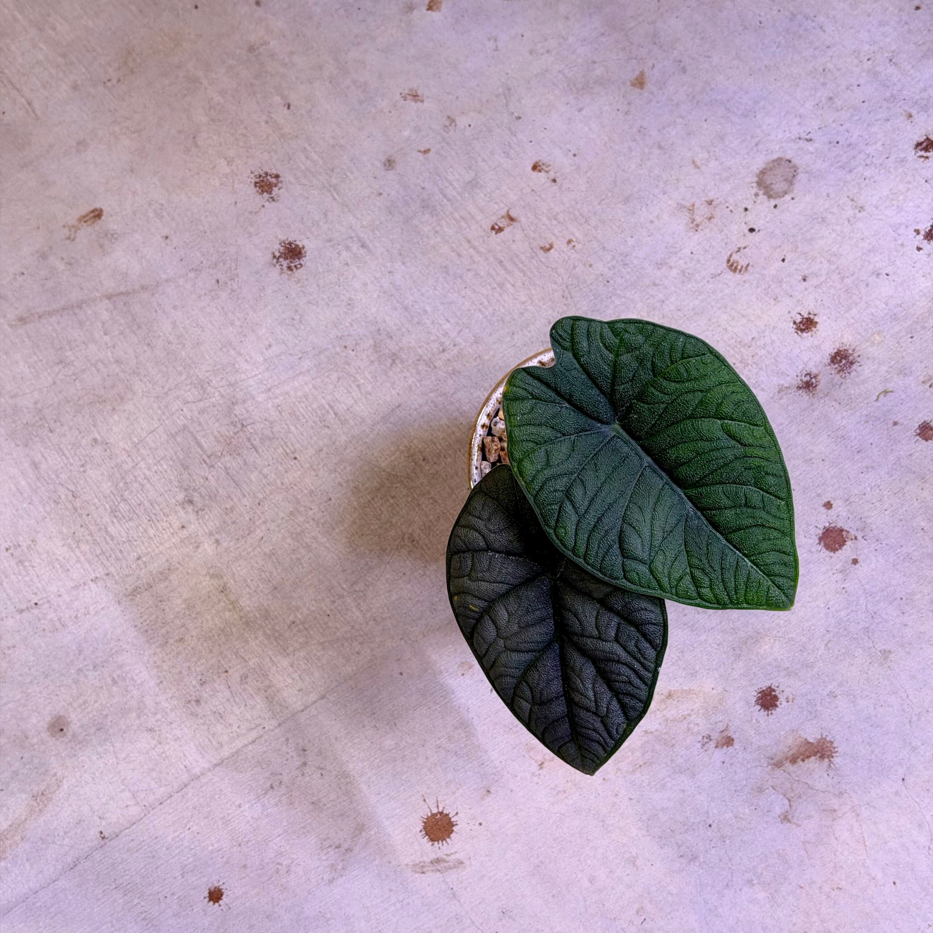 アロカシア・マハラニ | barrelplants_BONSAI