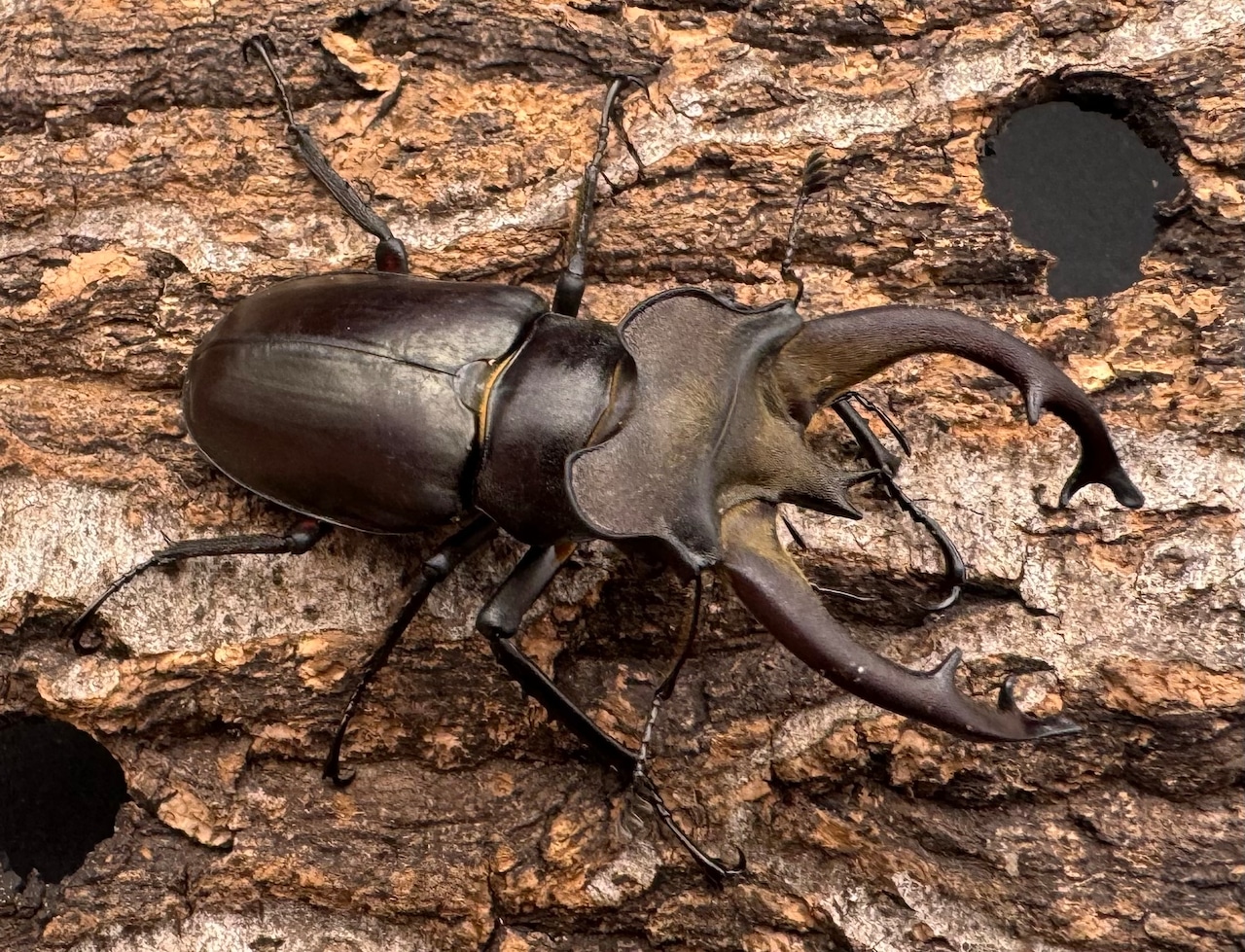 【WD】《フライミヤマクワガタ 61.5mm ペア》