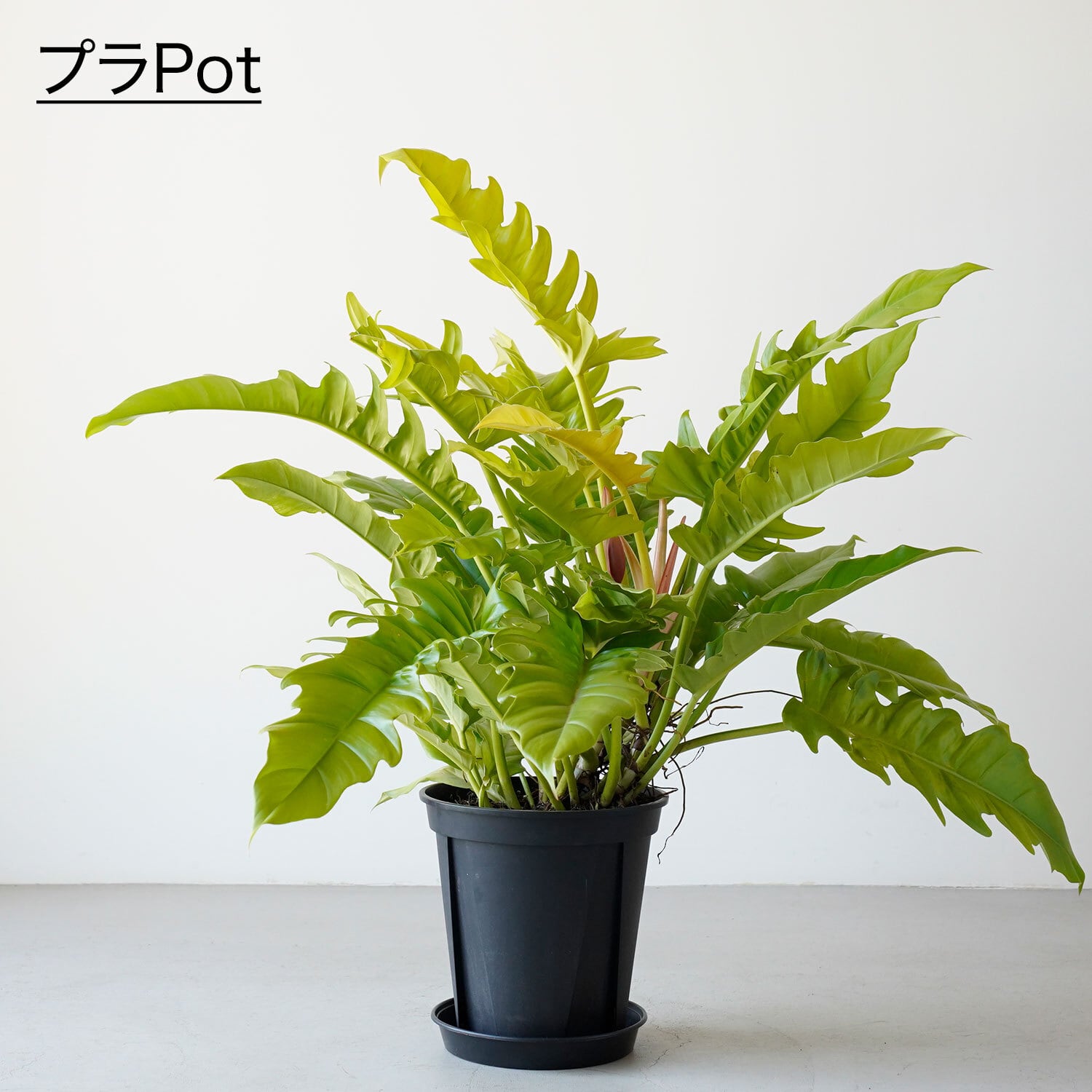フィロデンドロン ゴールデンクロコダイル | AYANAS(アヤナス)|観葉 フィロデンドロン ゴールデンクロコダイル | AYANAS(アヤナス)|観葉