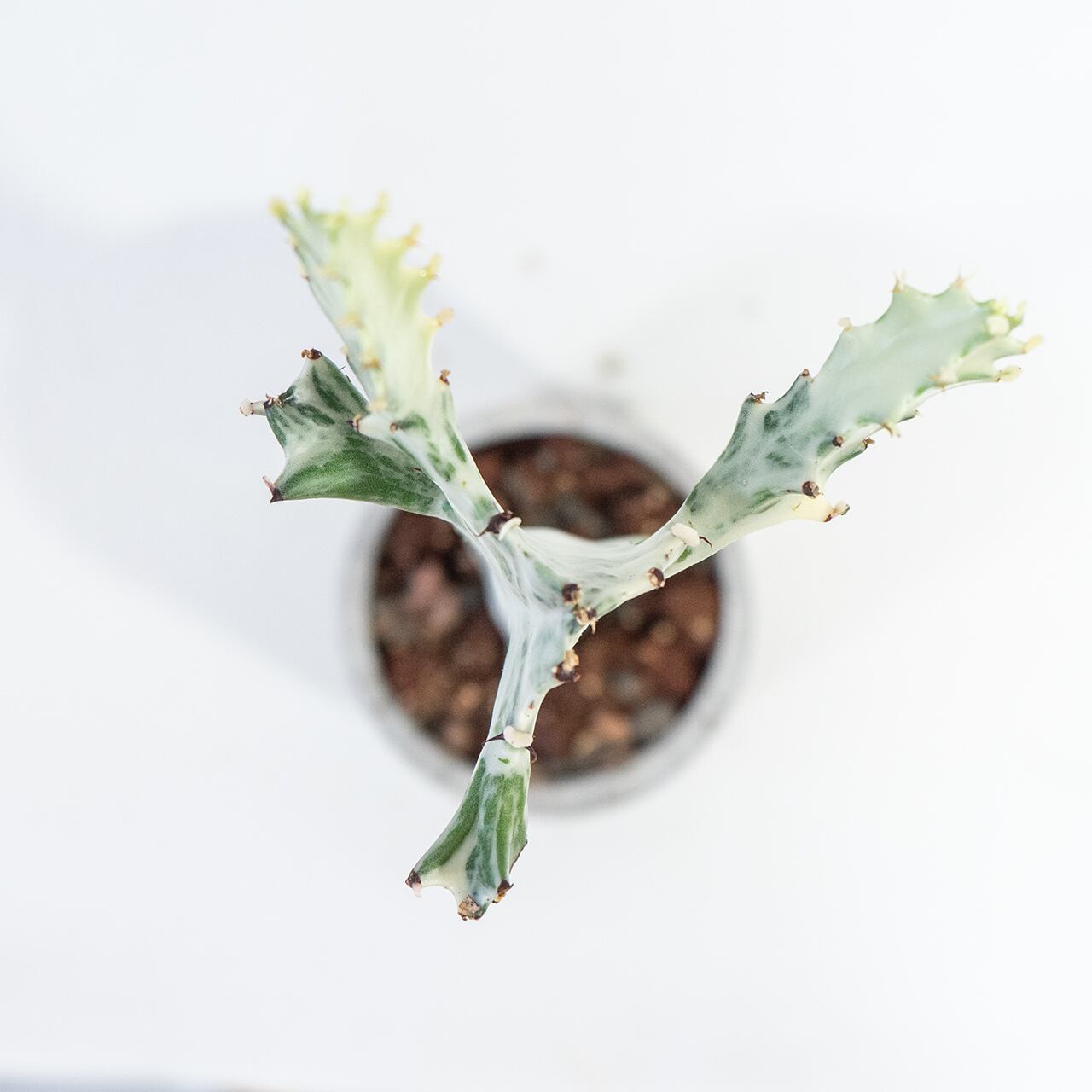 ホワイトゴースト 白肌の幹が幻想的 ザラっと質感のモルタル鉢で引き立つ個性派植物