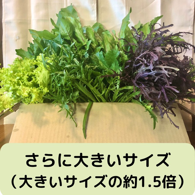 ＜木曜日発送＞【さらに大きいサイズ】季節のお野菜セット