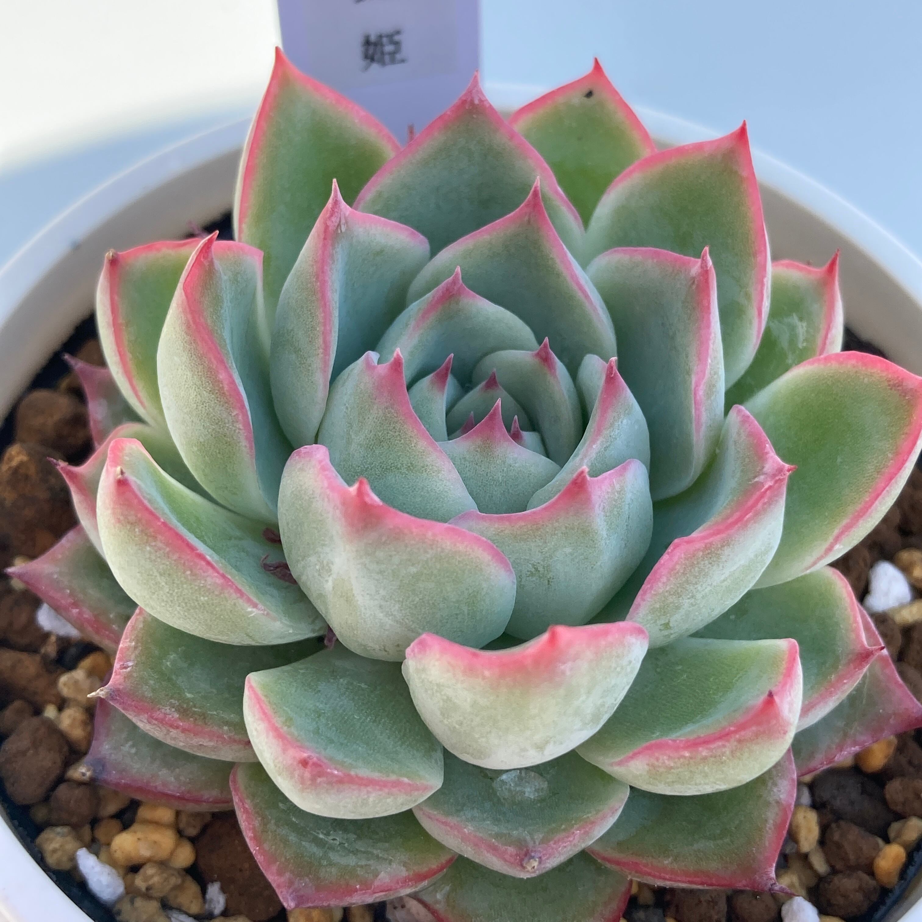 現物商品】艶姫 | 多肉植物研究所