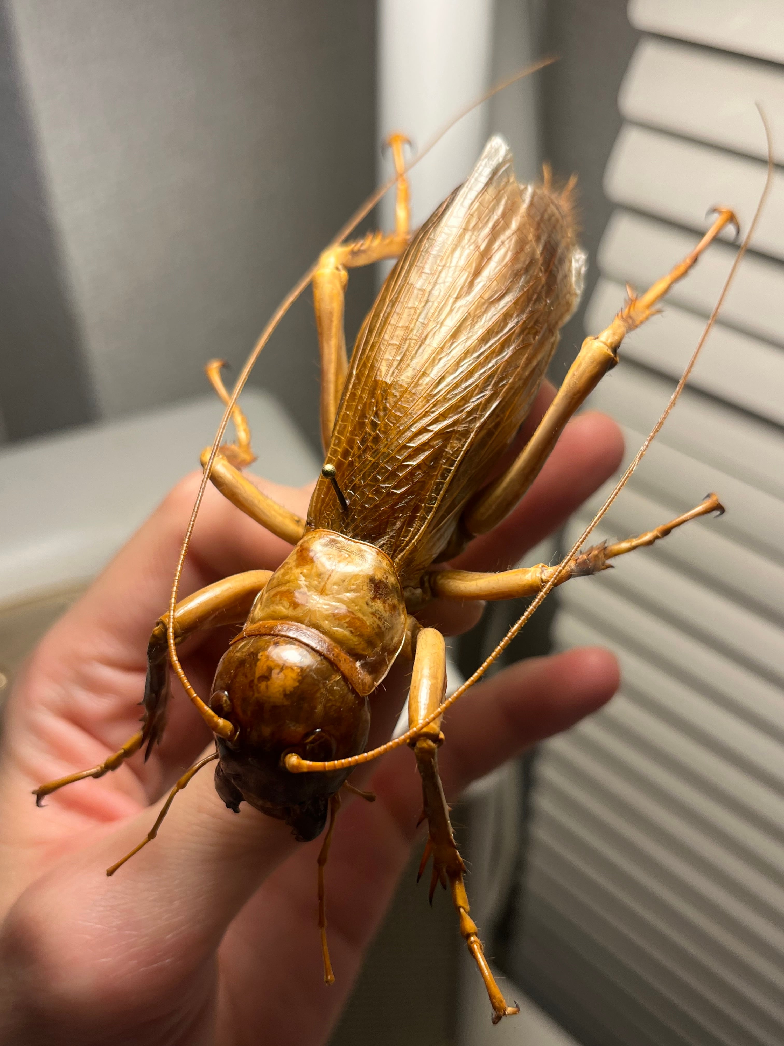 オバケコロギス樹脂標本　sia ferox 特大極美】リオック Sia ferox コロギス 昆虫標本デュビアタランチュラ