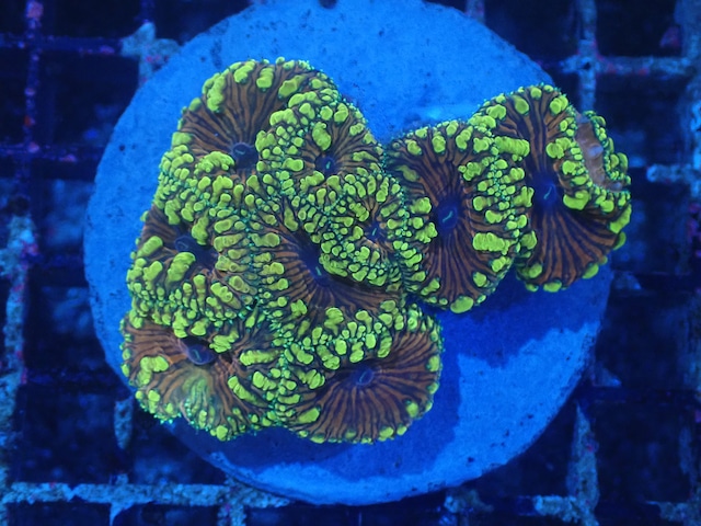 Blastomussa UniqueColor 10