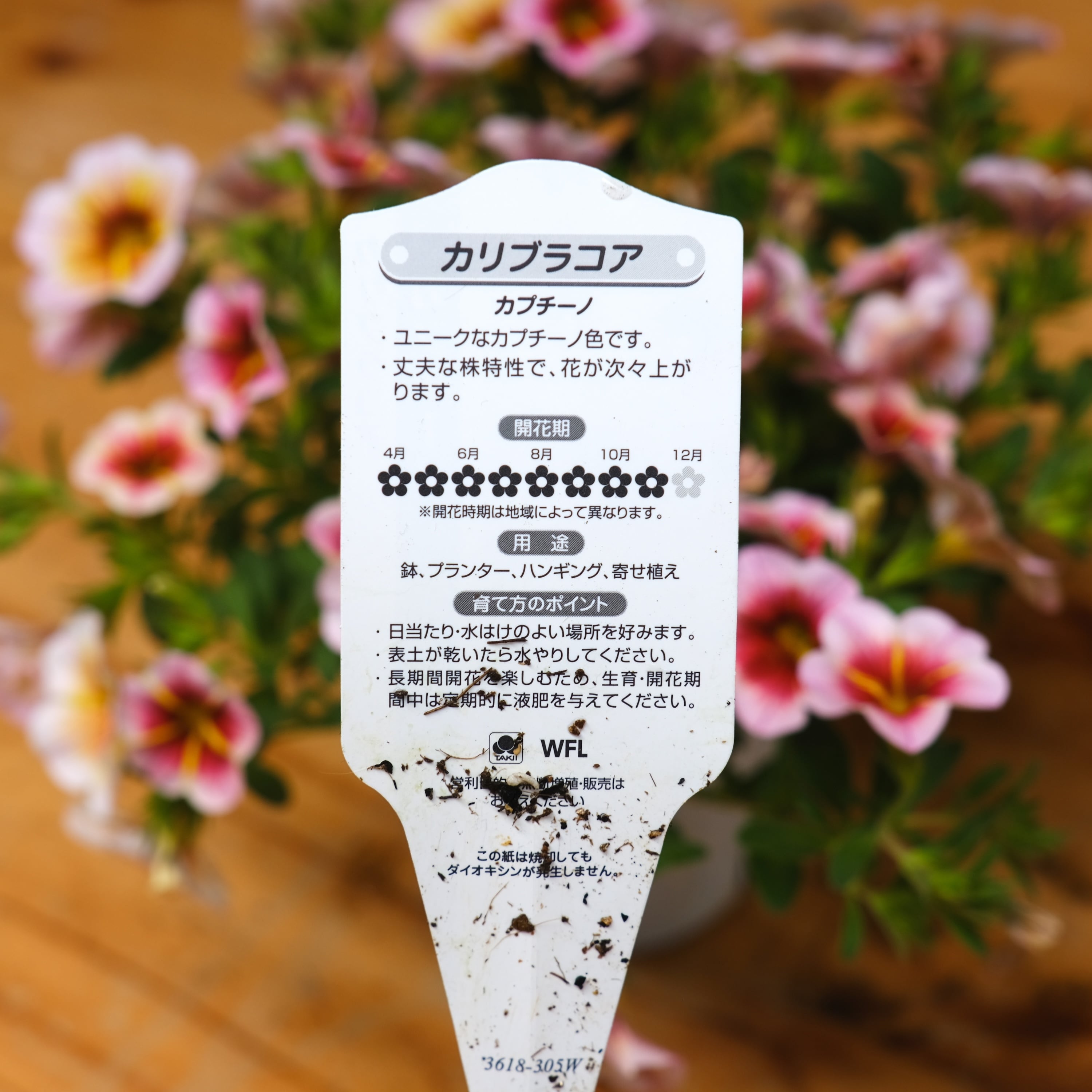 超良苗！餅田さん生産 カリブラコア 《 カプチーノ 》 | グリーン