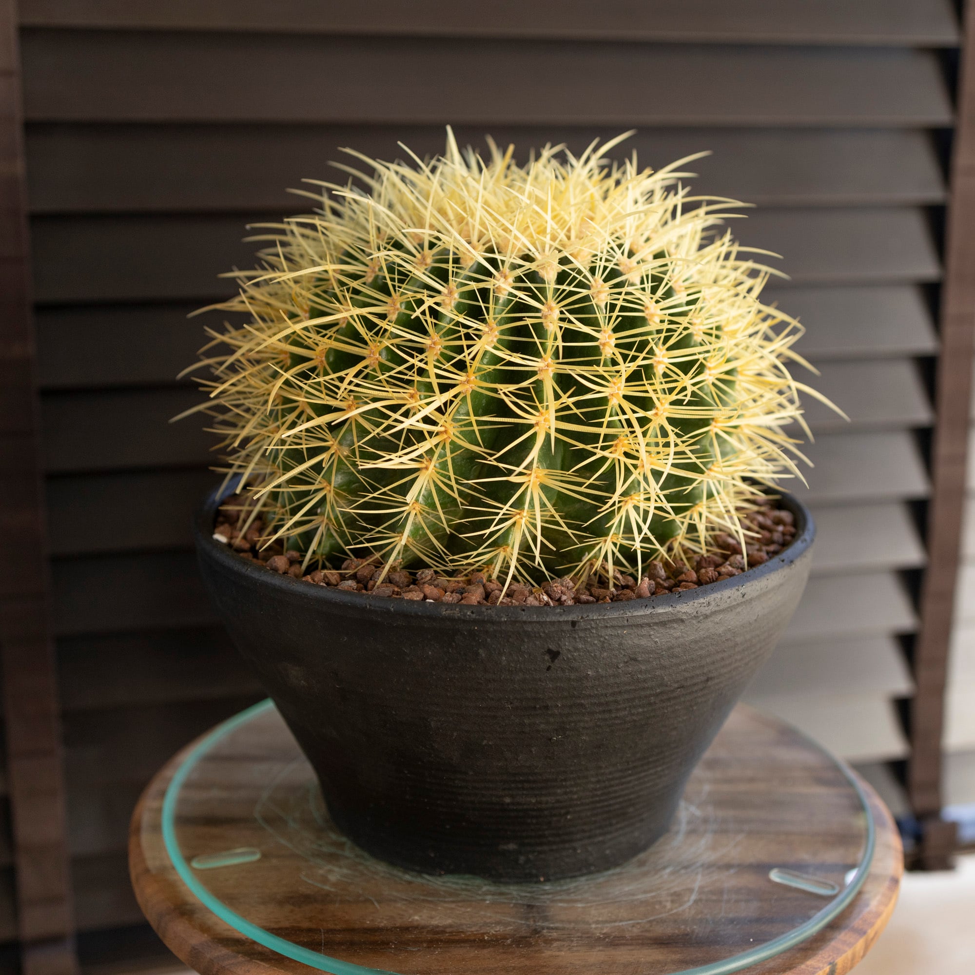 サボテン 金鯱　鉢のまま発送　発根済み　ドライガーデン　約25cm 白い鉢付き サボテン 金鯱 鉢のまま発送 発根済み ドライガーデン 約25cm 白い鉢