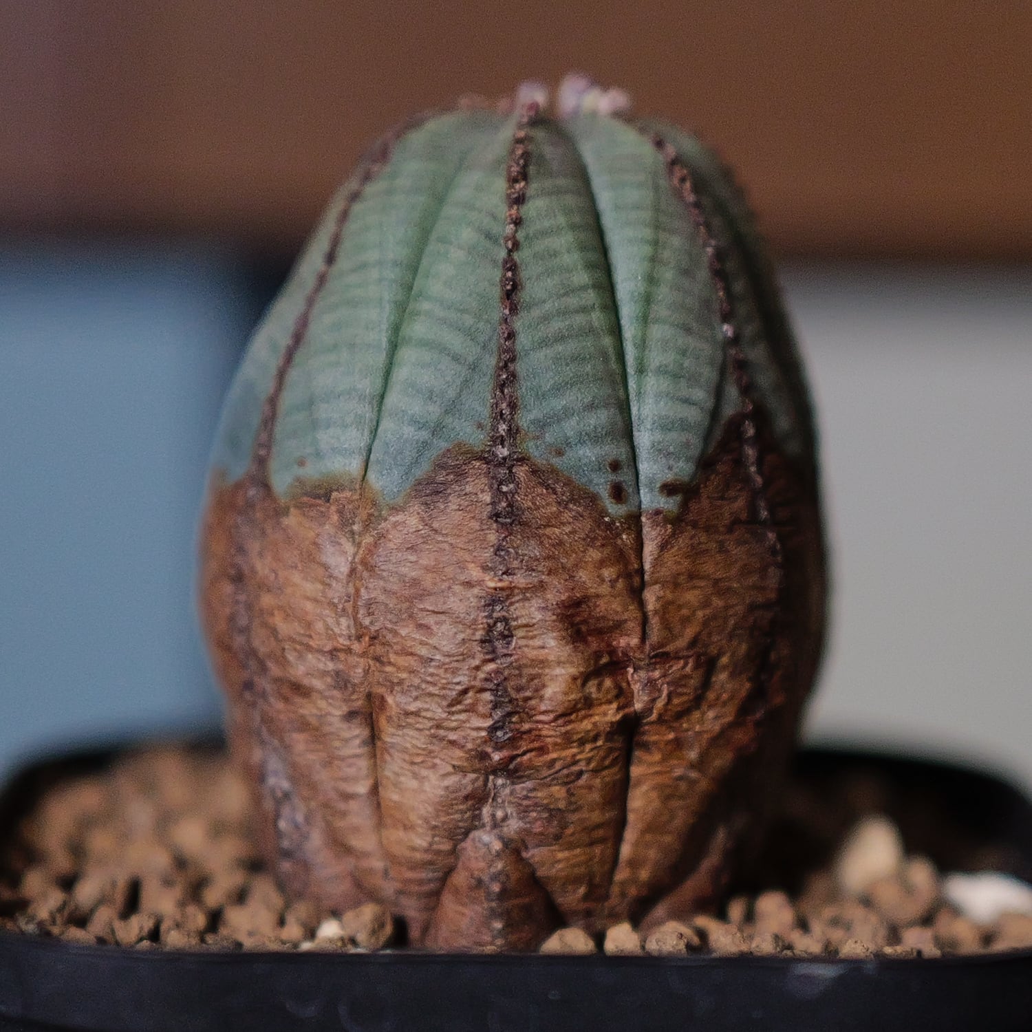 メス株 美模様 木質化 たまご型 オベサ / 良型 ユーフォルビア