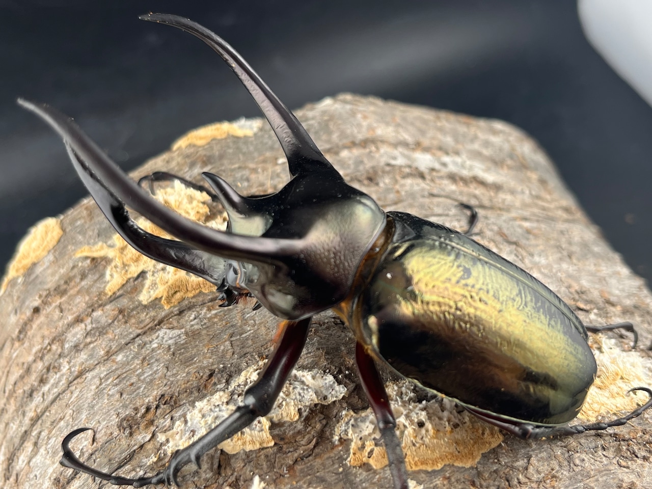 【WD】《ミンダナオアトラスオオカブト マラグサン産 90mm ペア》