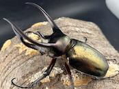 【WD】《ミンダナオアトラスオオカブト マラグサン産 90mm ペア》