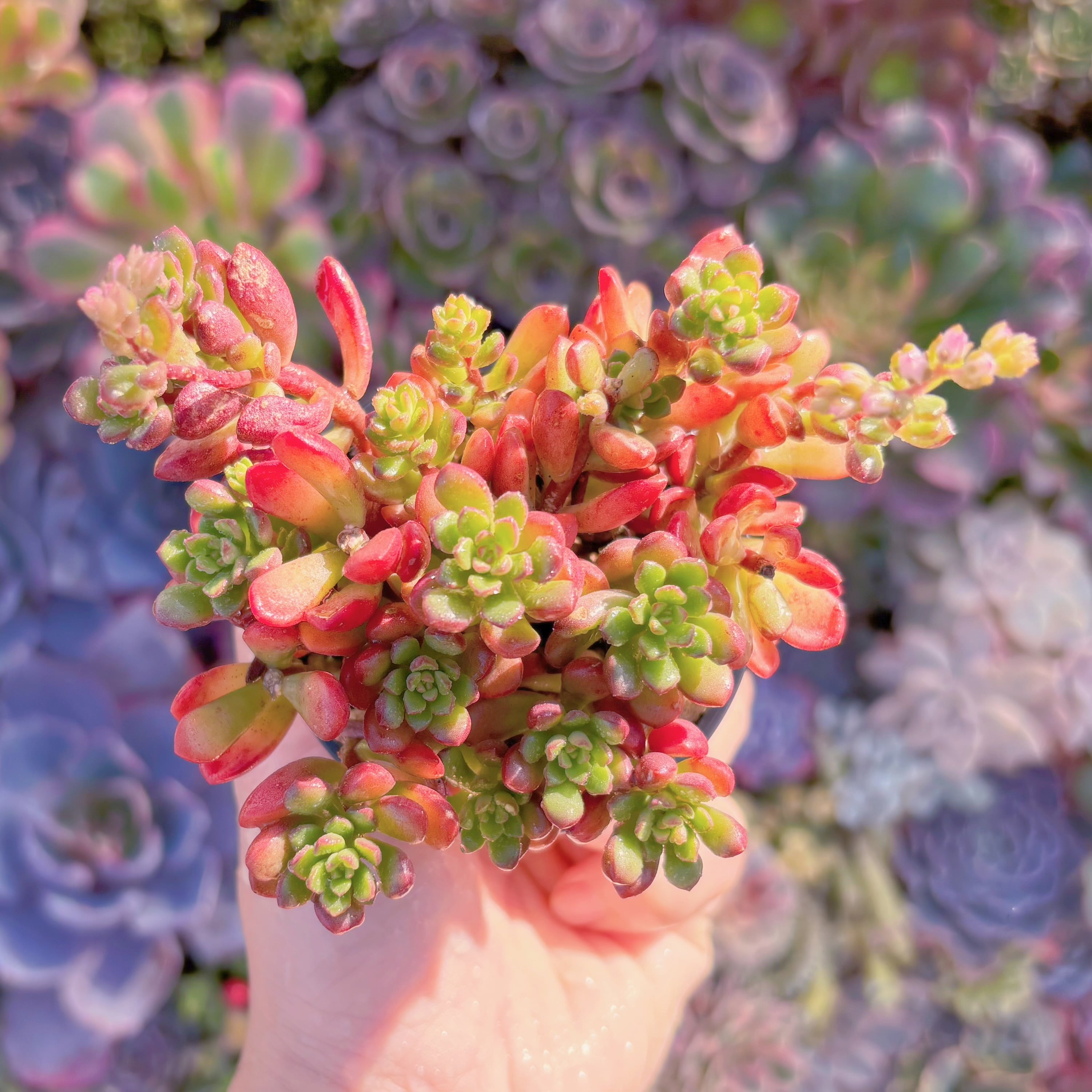 現品　ジョイスタロック#A17　新入荷　るる農園