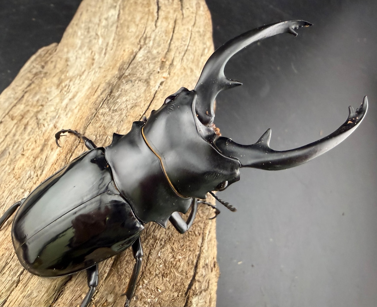 【WD】《インターメディアツヤクワガタ ガントン産 92mm ペア》