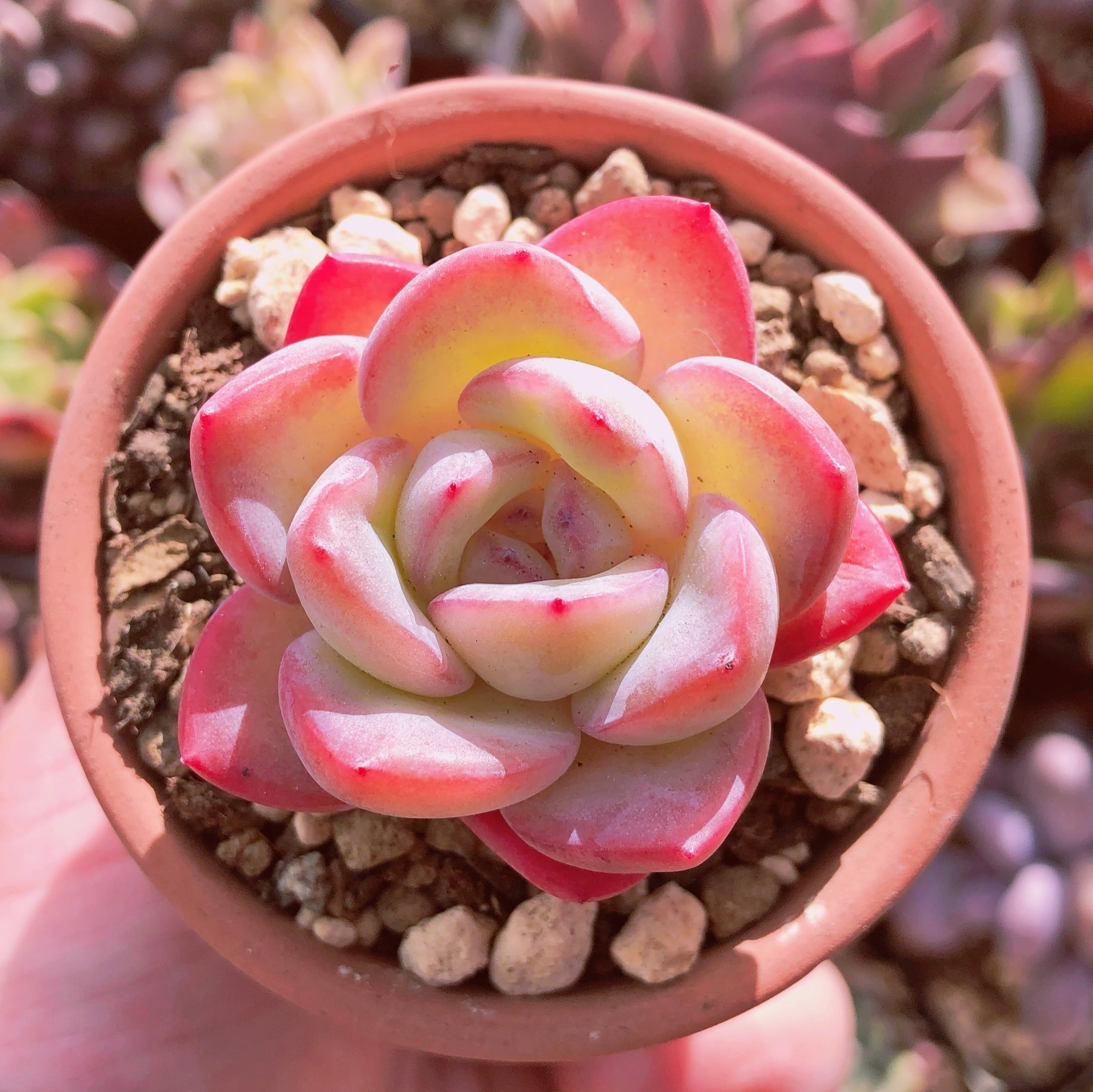 多肉植物　アマビレ