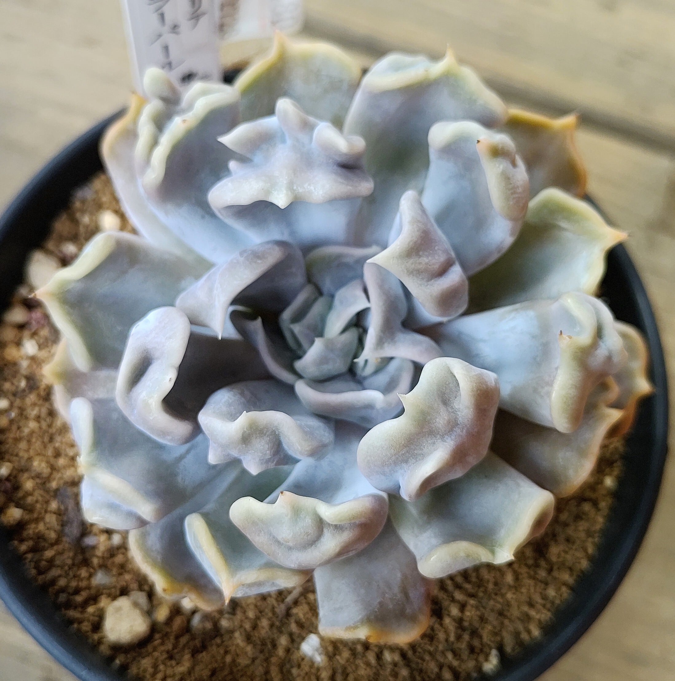 スリラーパール | RuPo 多肉植物専門店