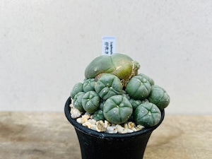 Lophophora williamsii　ロフォフォラ　烏羽玉　仔吹き　サボテン