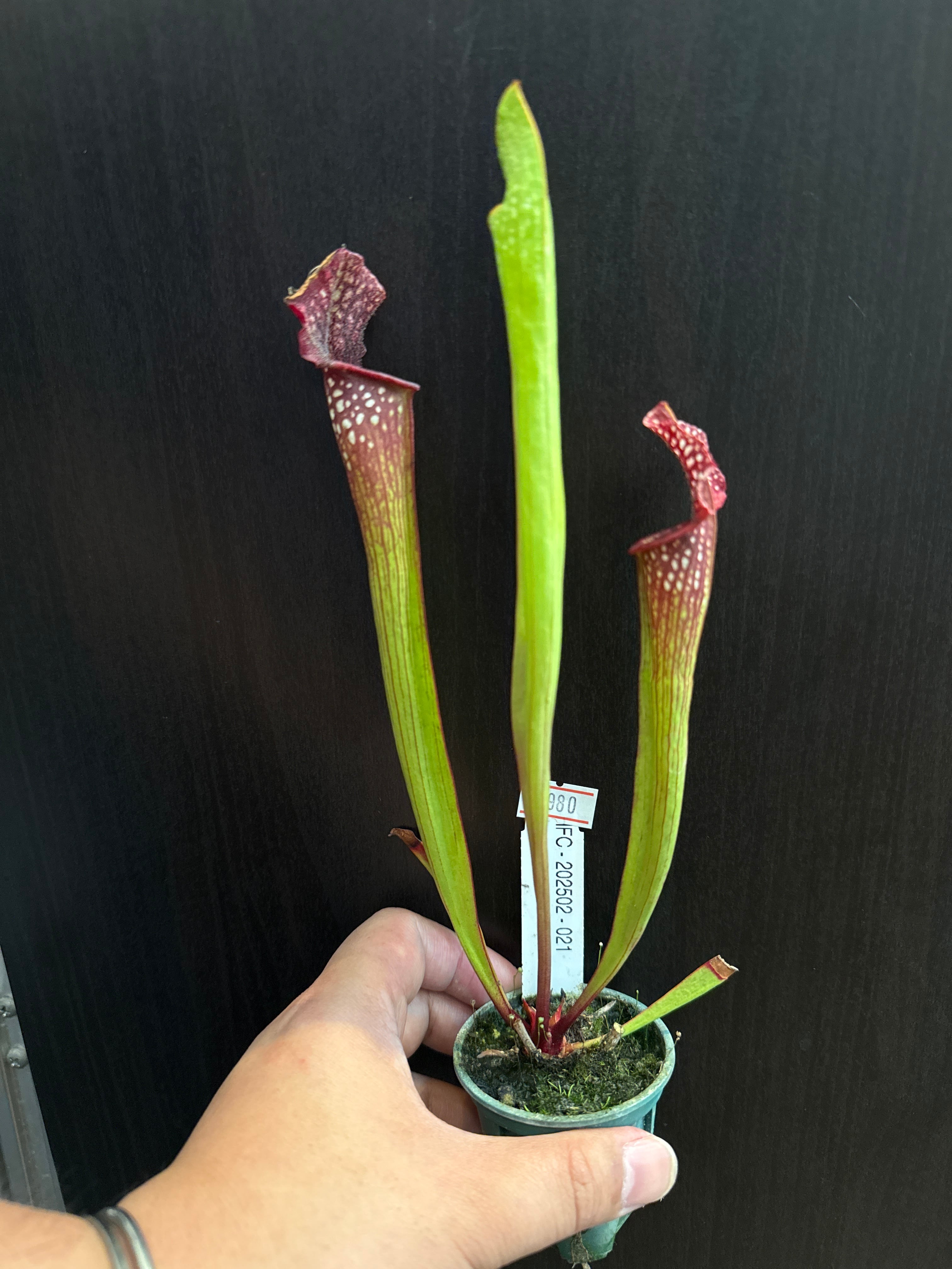 ①サラセニアハイブリッド 021 | Gardenえん 【観葉熱帯植物】