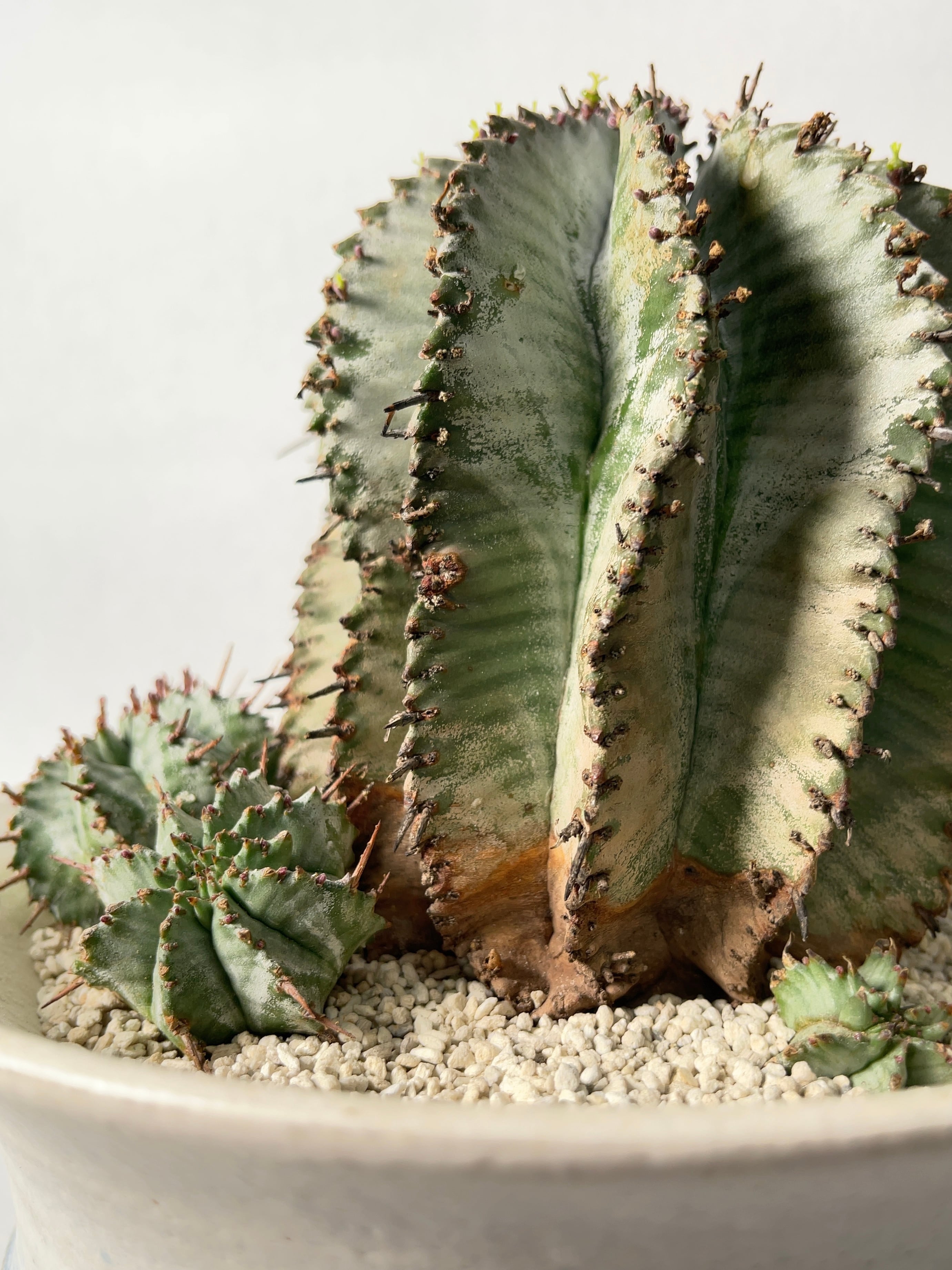 ユーフォルビア・ホリダ | trigger