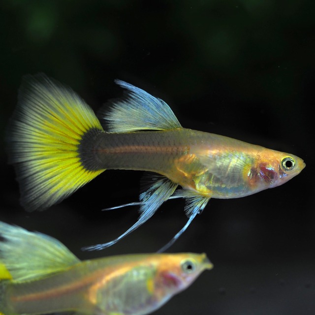 ゴールデンTaxiリボン　1カルテット