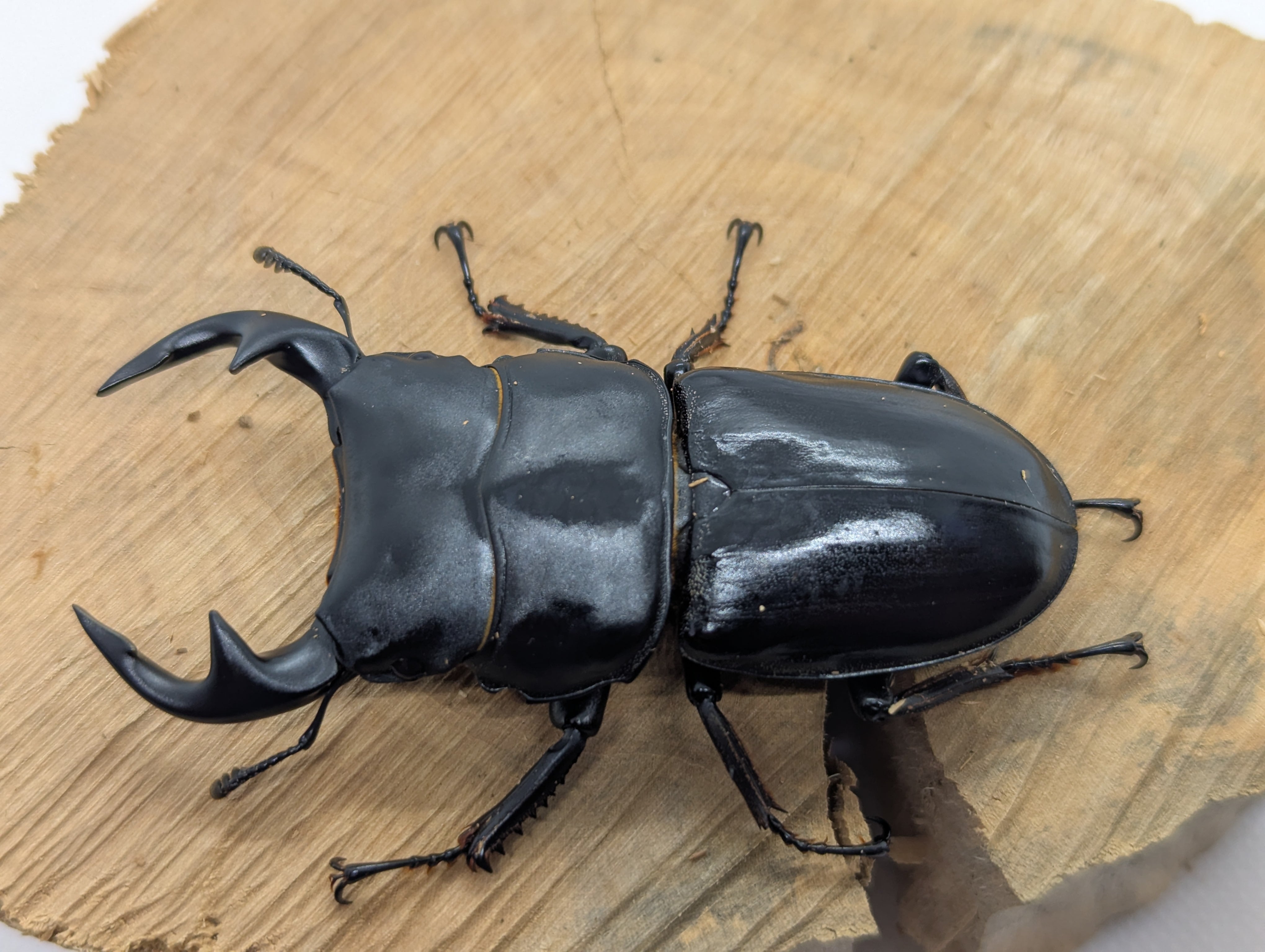 属内最高峰】トゲトゲヘンテコゾウムシ Gagatophorus 標本甲虫フン